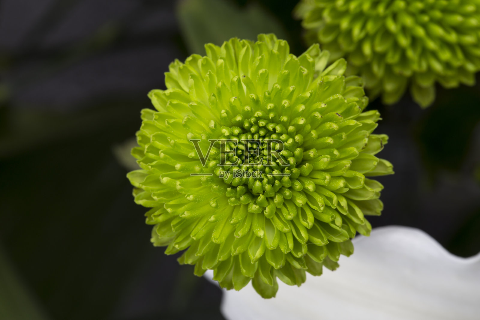 绿色菊花的特写照片摄影图片
