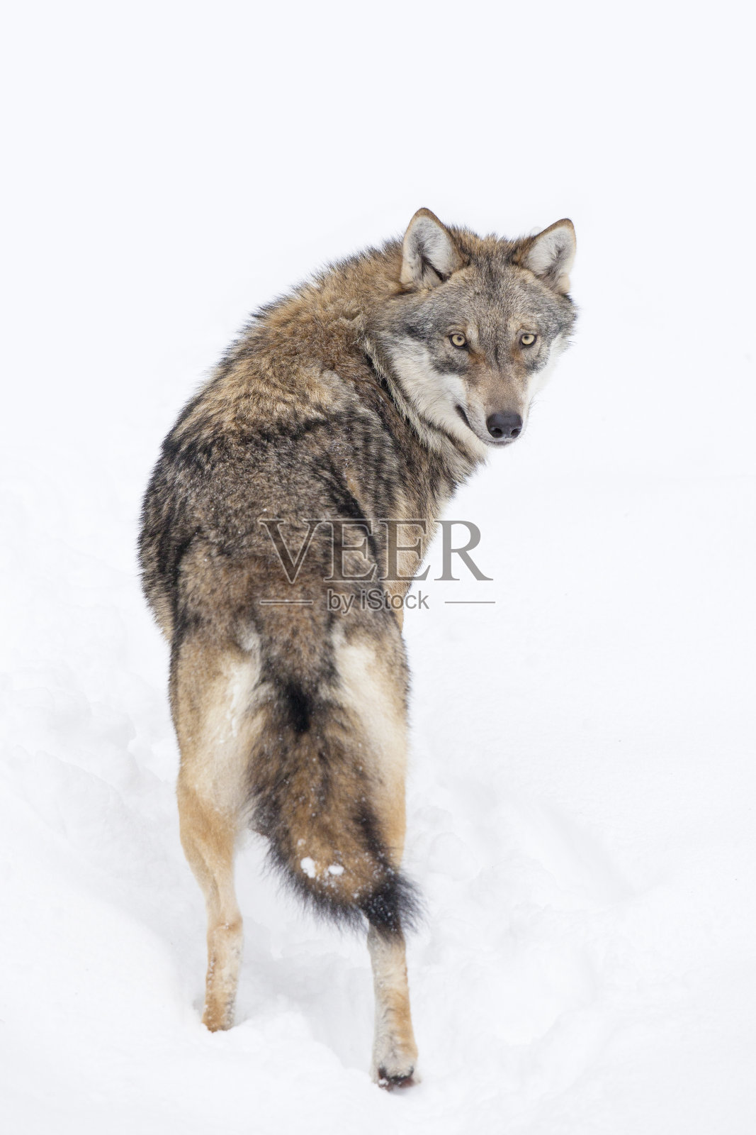 冬天的灰狼照片摄影图片