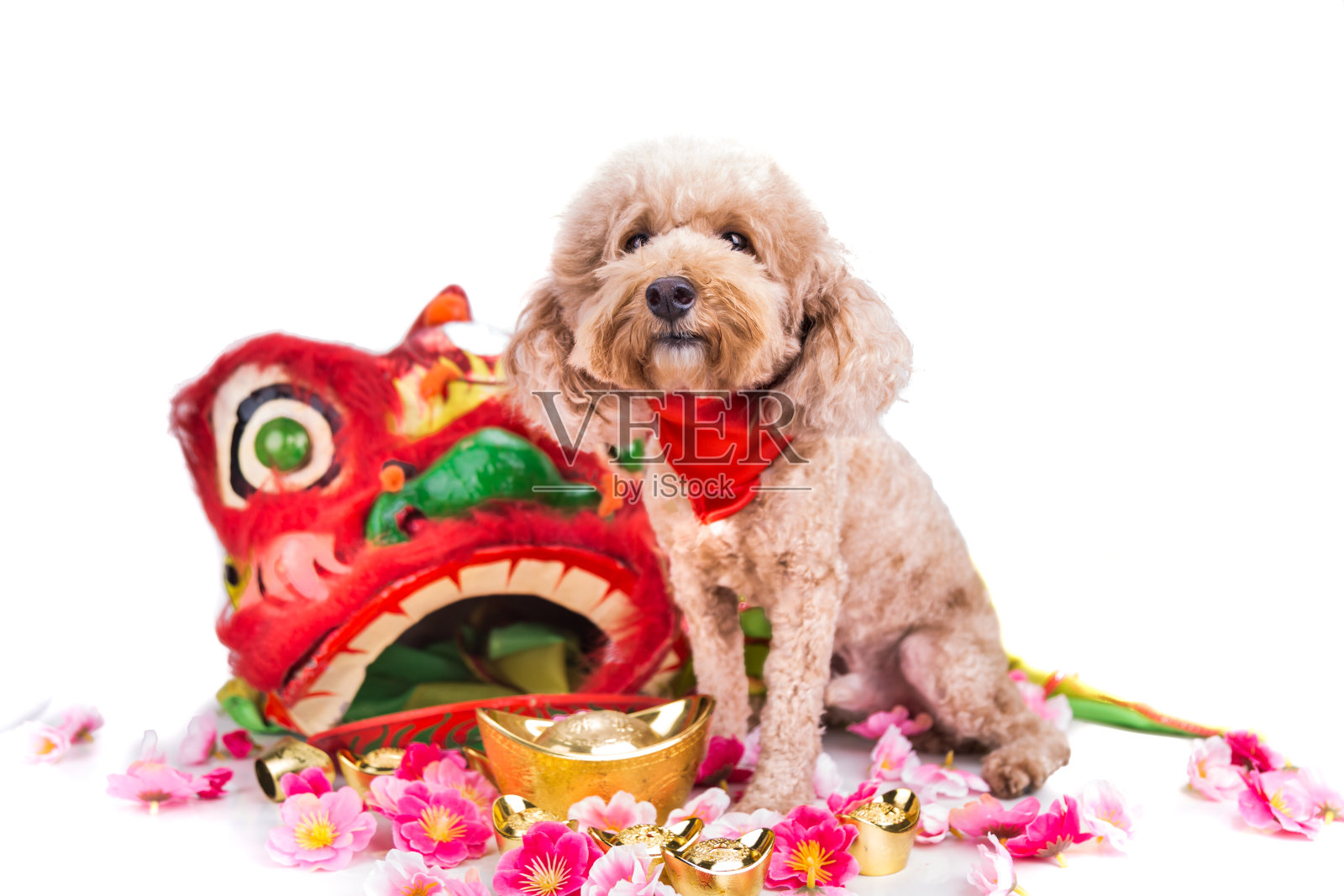 狗在中国新年背景的白色节日设置照片摄影图片