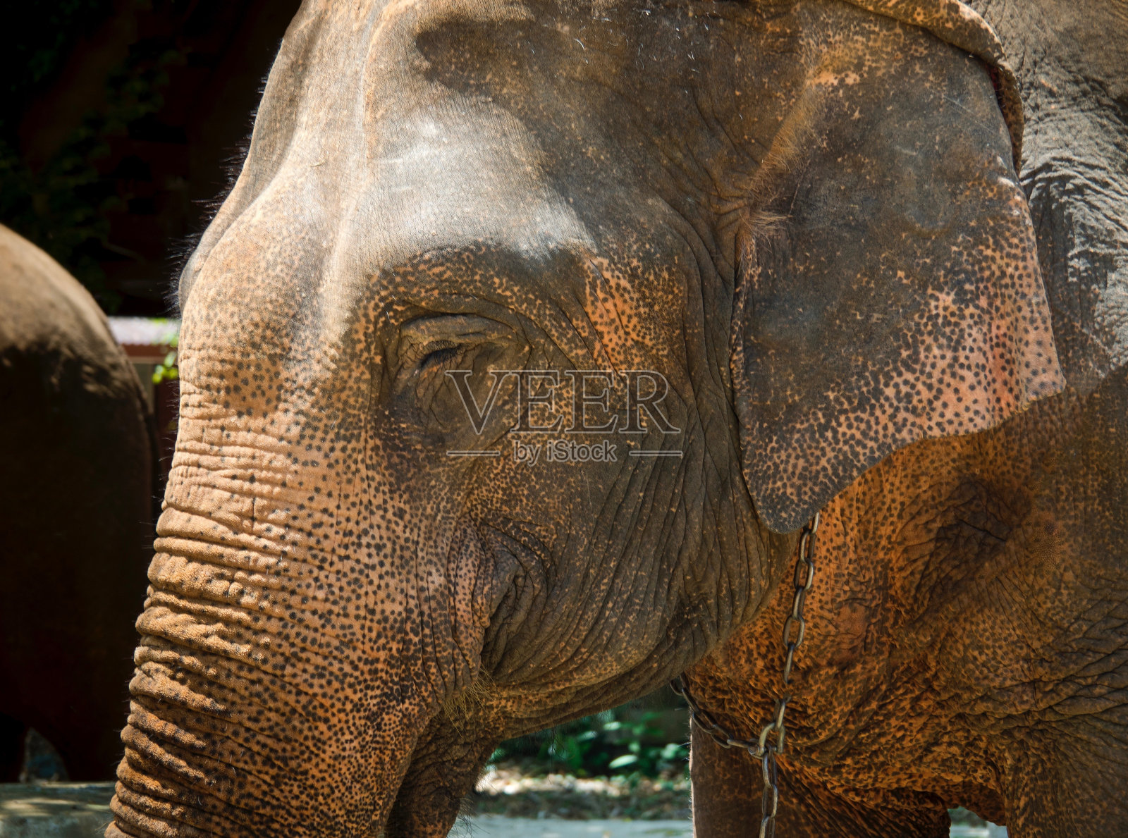 友好大象的肖像照片摄影图片