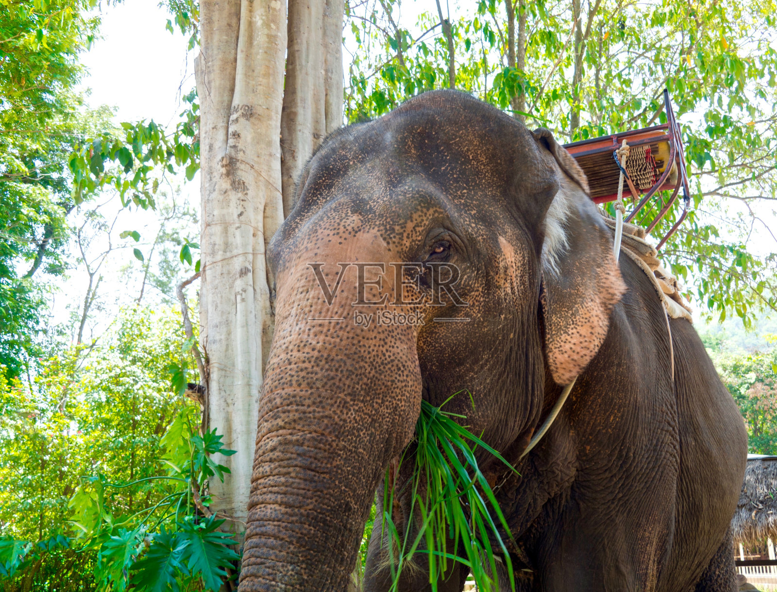 友好的大象吃草的肖像照片摄影图片