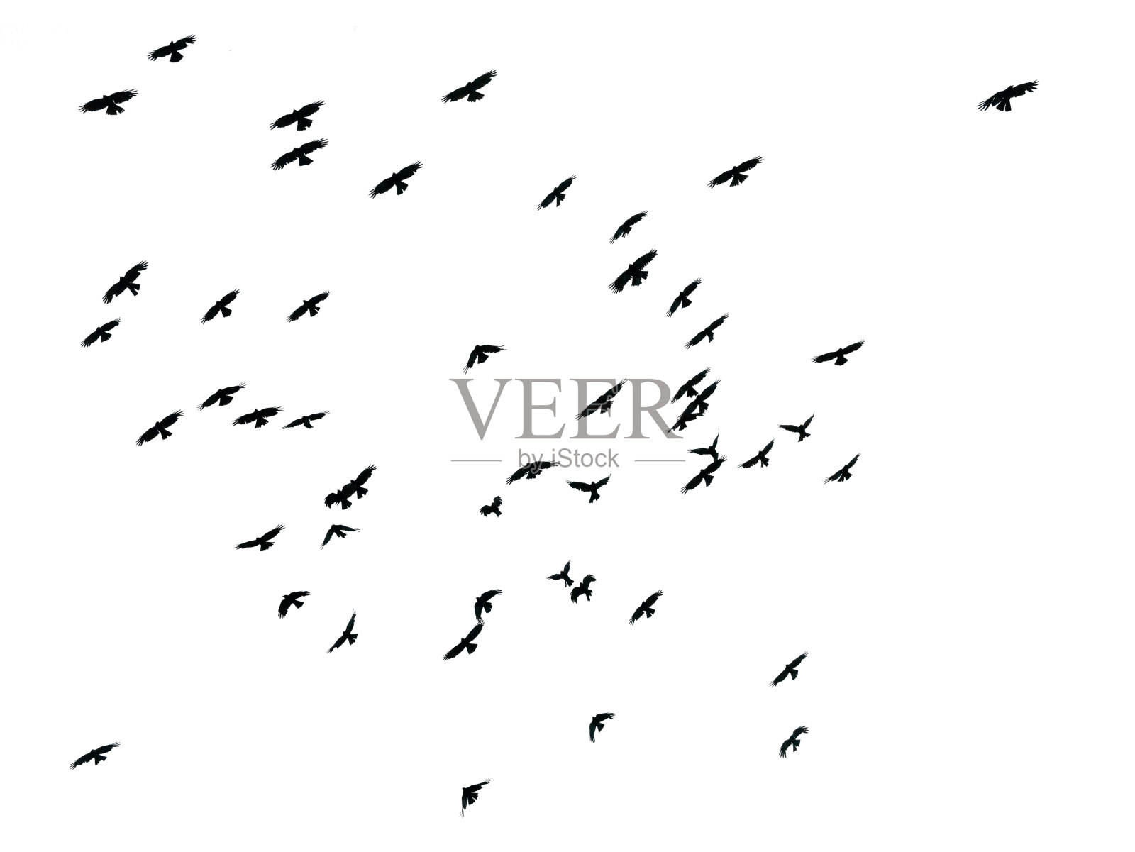 Flock of birds on white background, isolated照片摄影图片