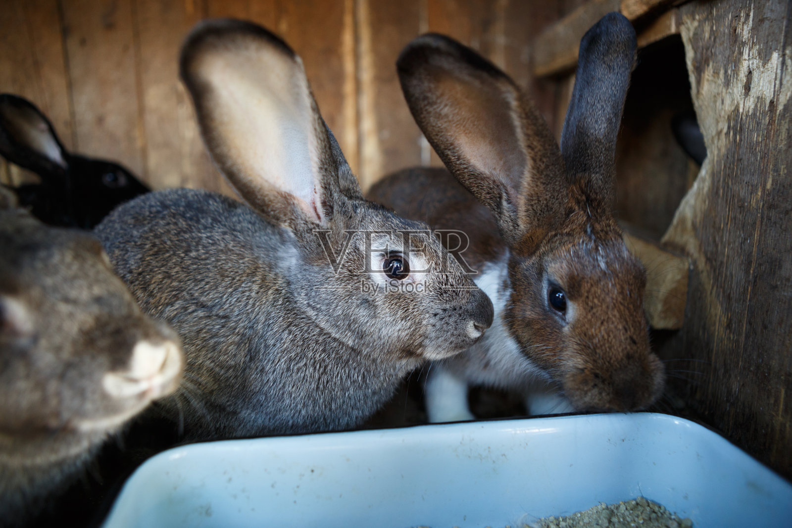 动物庄园的笼子里。在养殖场孵化器中生长的兔子照片摄影图片