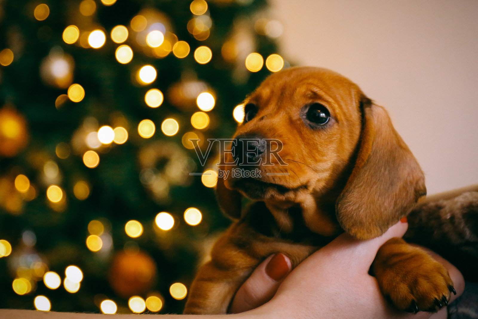 腊肠小狗在女主人的手中，圣诞树上模糊的彩灯在背景上。照片摄影图片