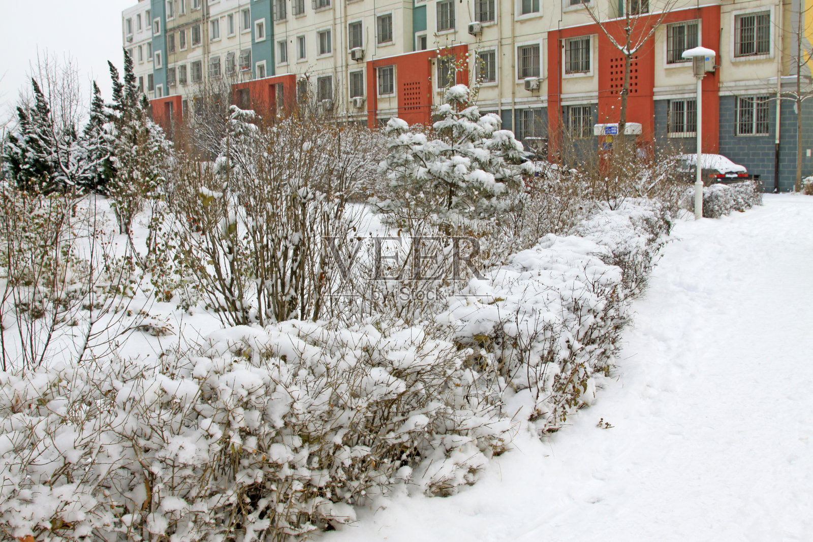 植物在雪中，在居民区，特写照片照片摄影图片