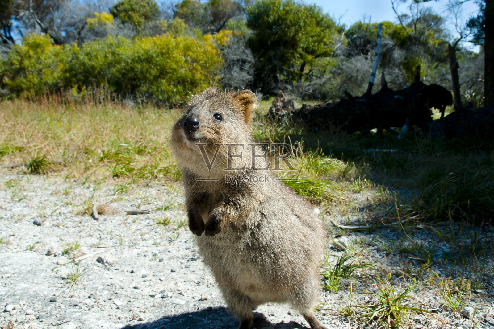 短尾矮袋鼠-罗特内斯特岛照片摄影图片