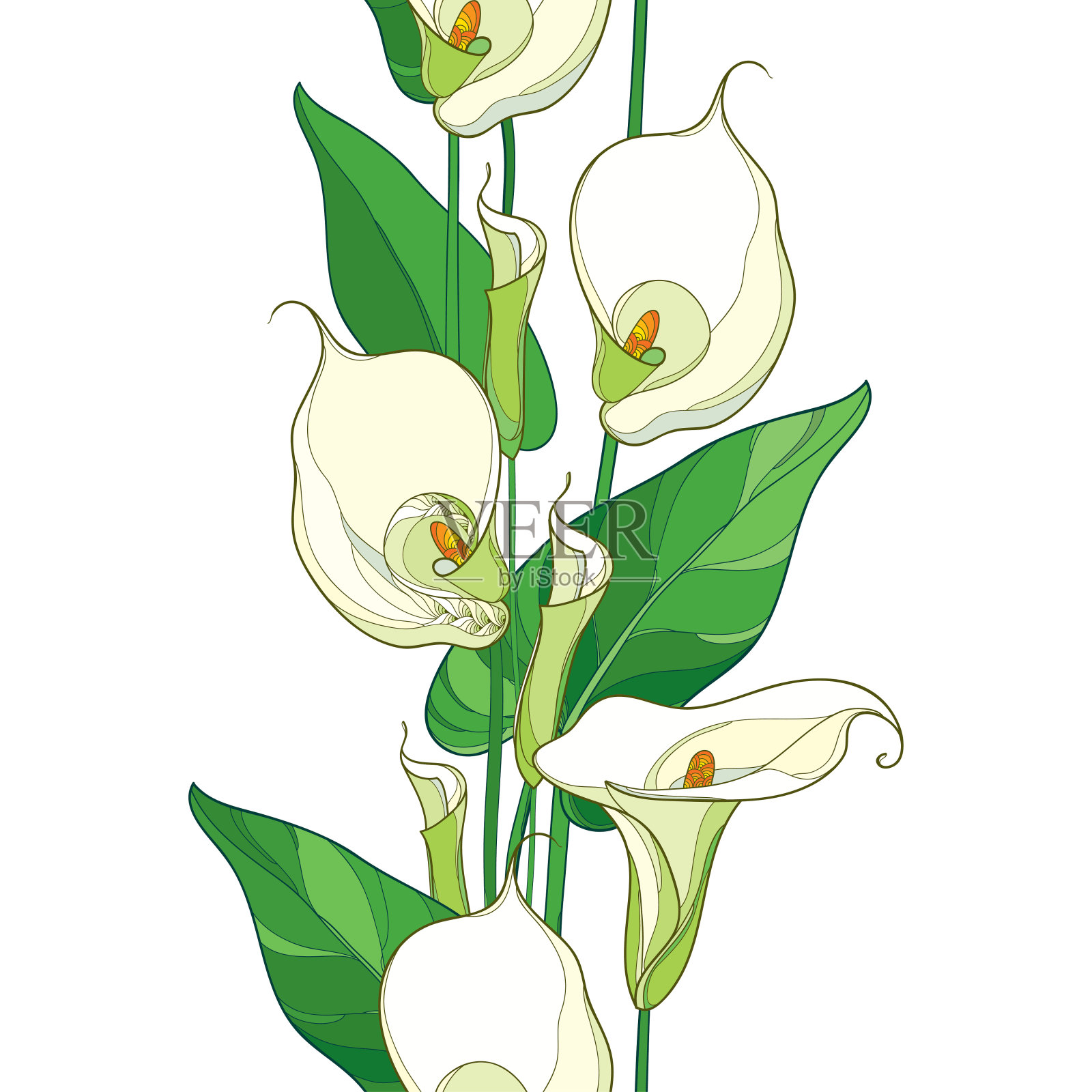 矢量无缝图案与马蹄莲花或马蹄莲轮廓。白色背景上的花朵、花蕾和绿叶颜色柔和。插画图片素材