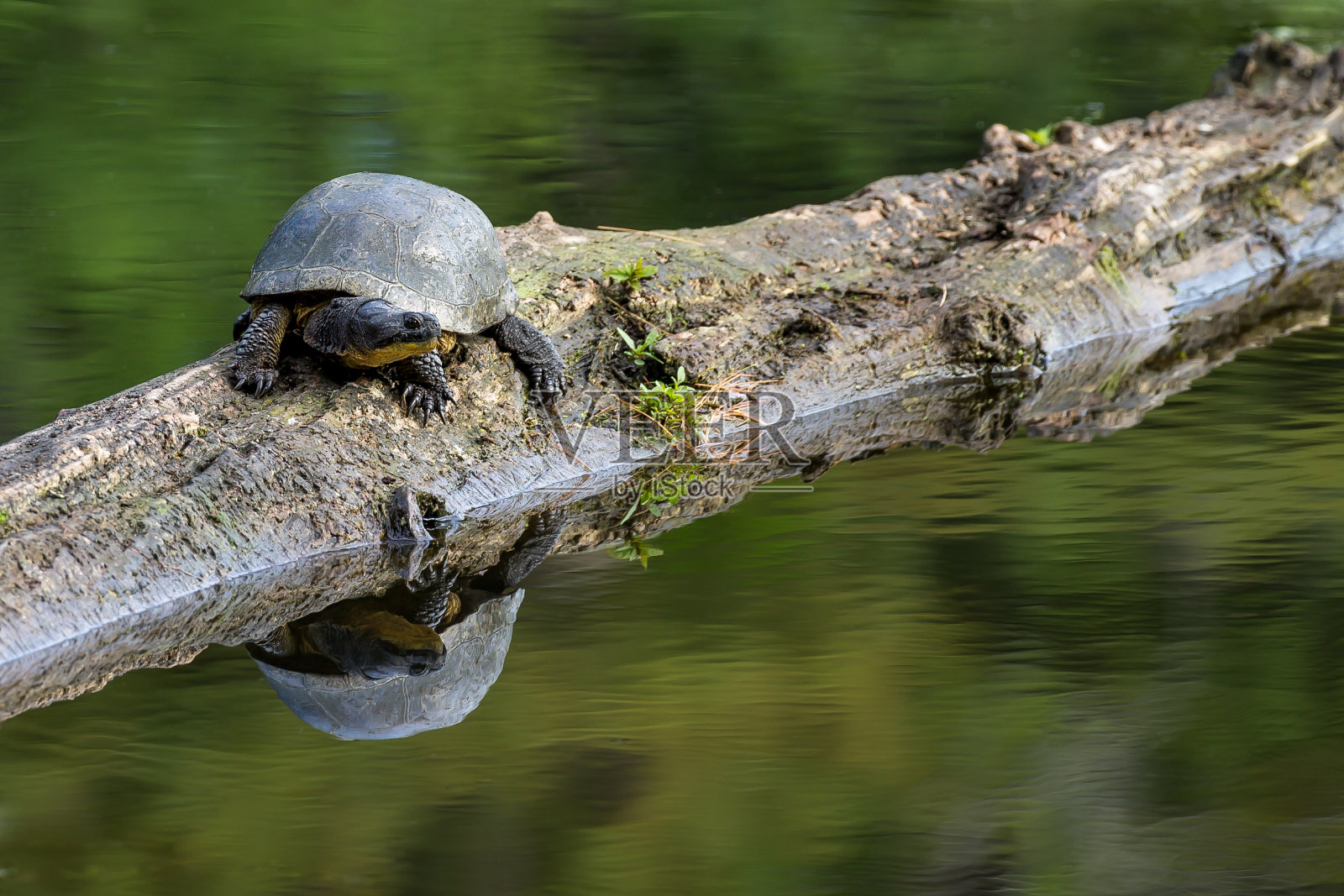 布兰丁的海龟 - 埃米多伊达平淡无奇照片摄影图片