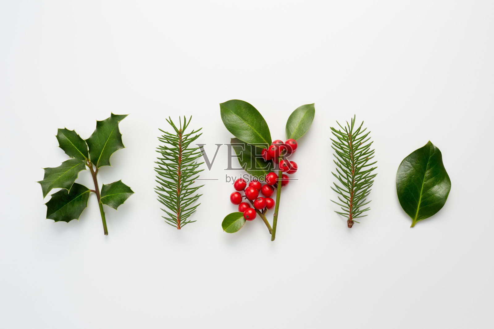 收集装饰圣诞植物与绿叶和冬青浆果。照片摄影图片