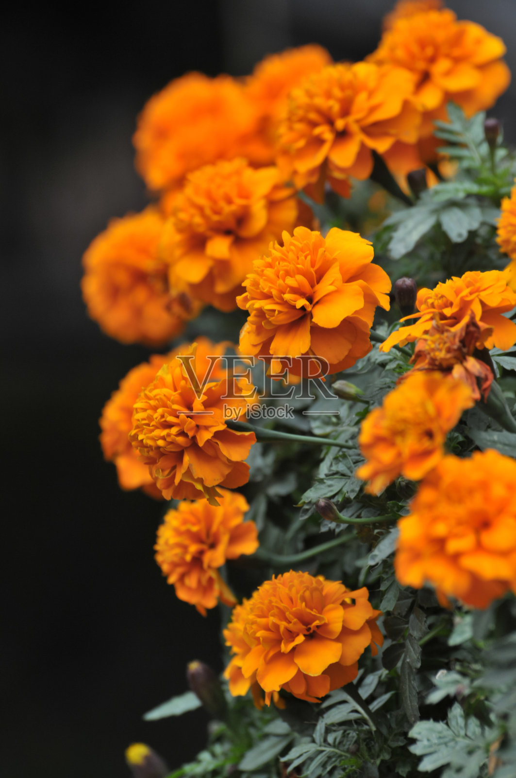 盛开的菊花照片摄影图片