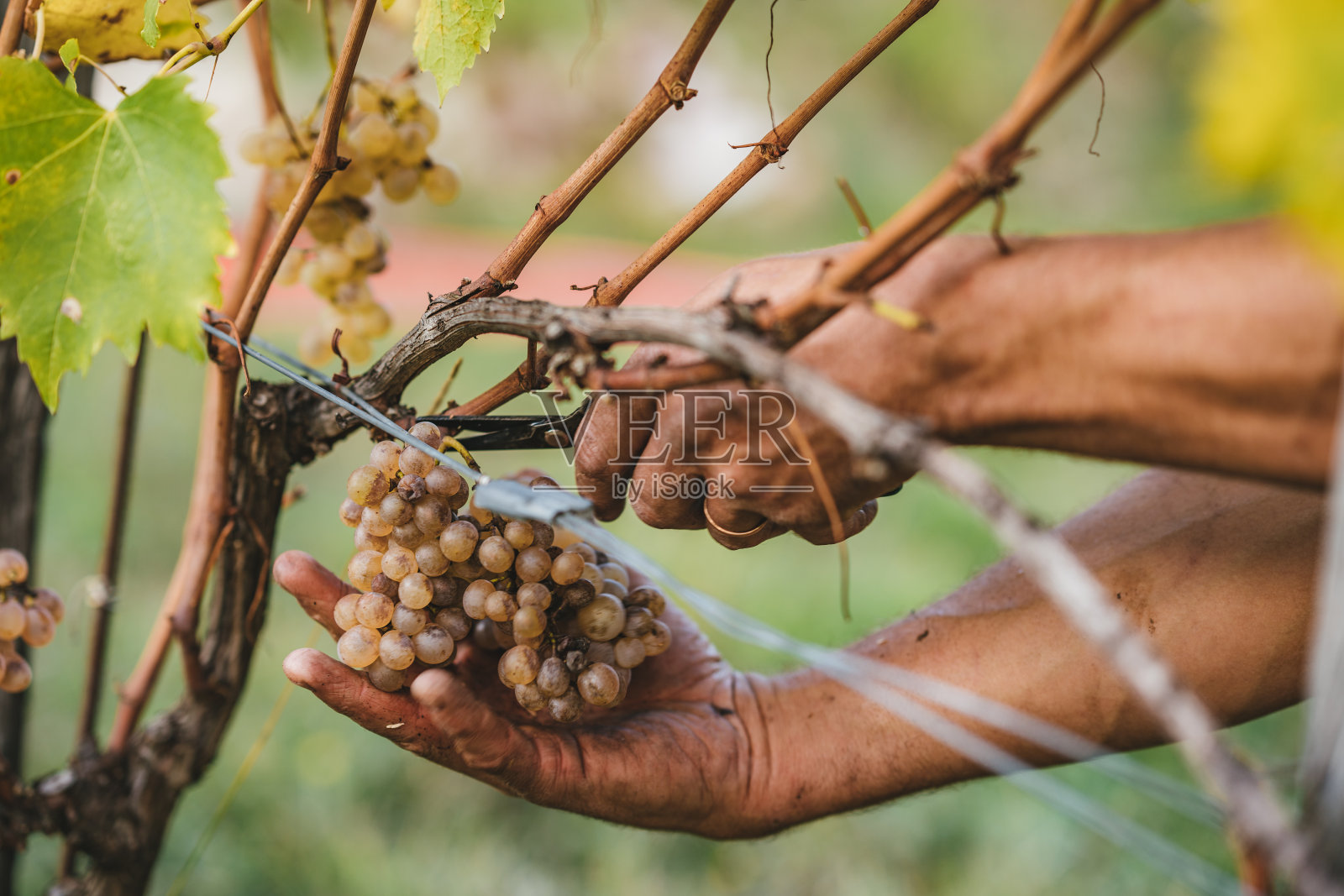 托斯卡纳山区的葡萄丰收。照片摄影图片