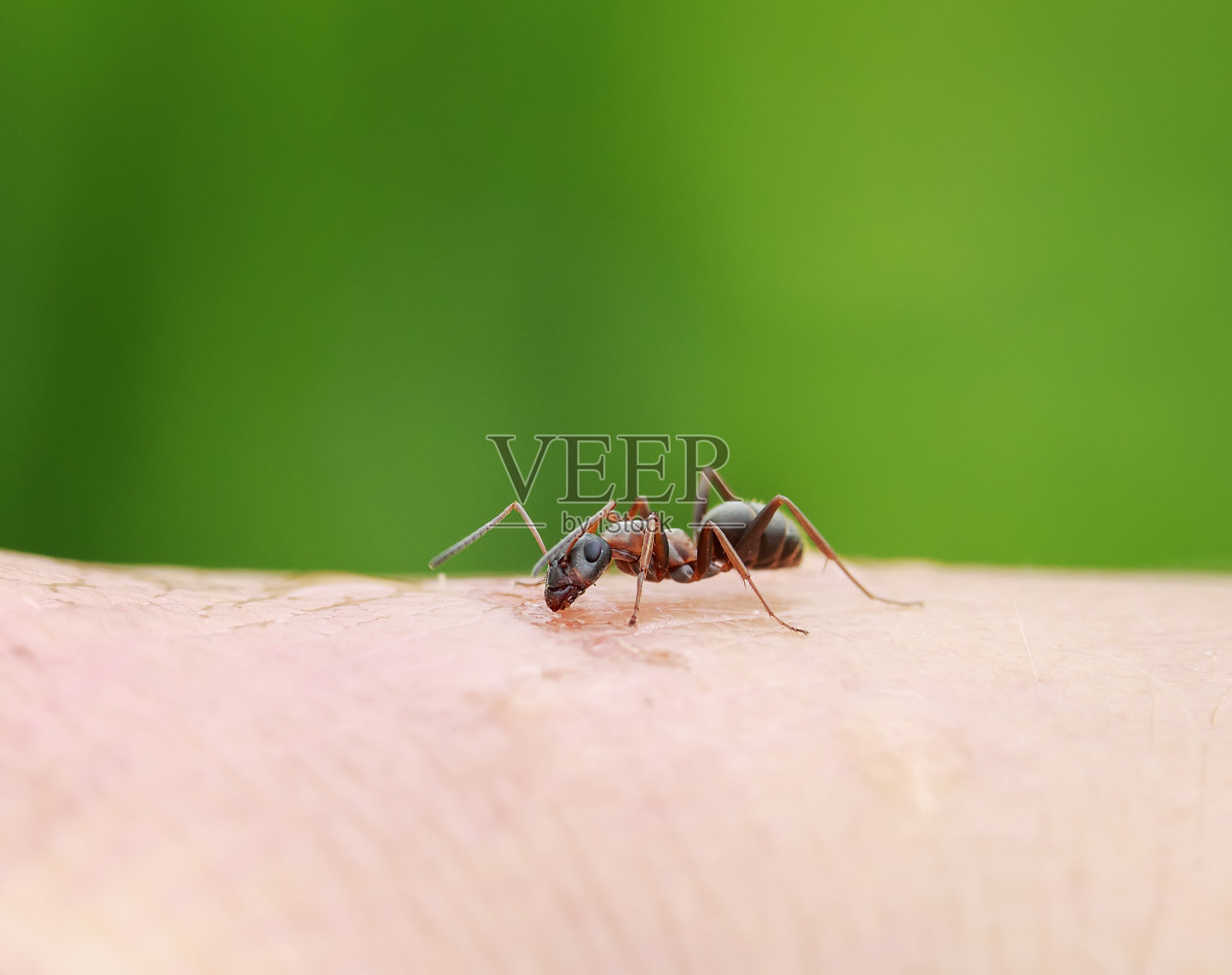 有害的小昆虫棕色蚂蚁在人的手皮肤上爬行照片摄影图片
