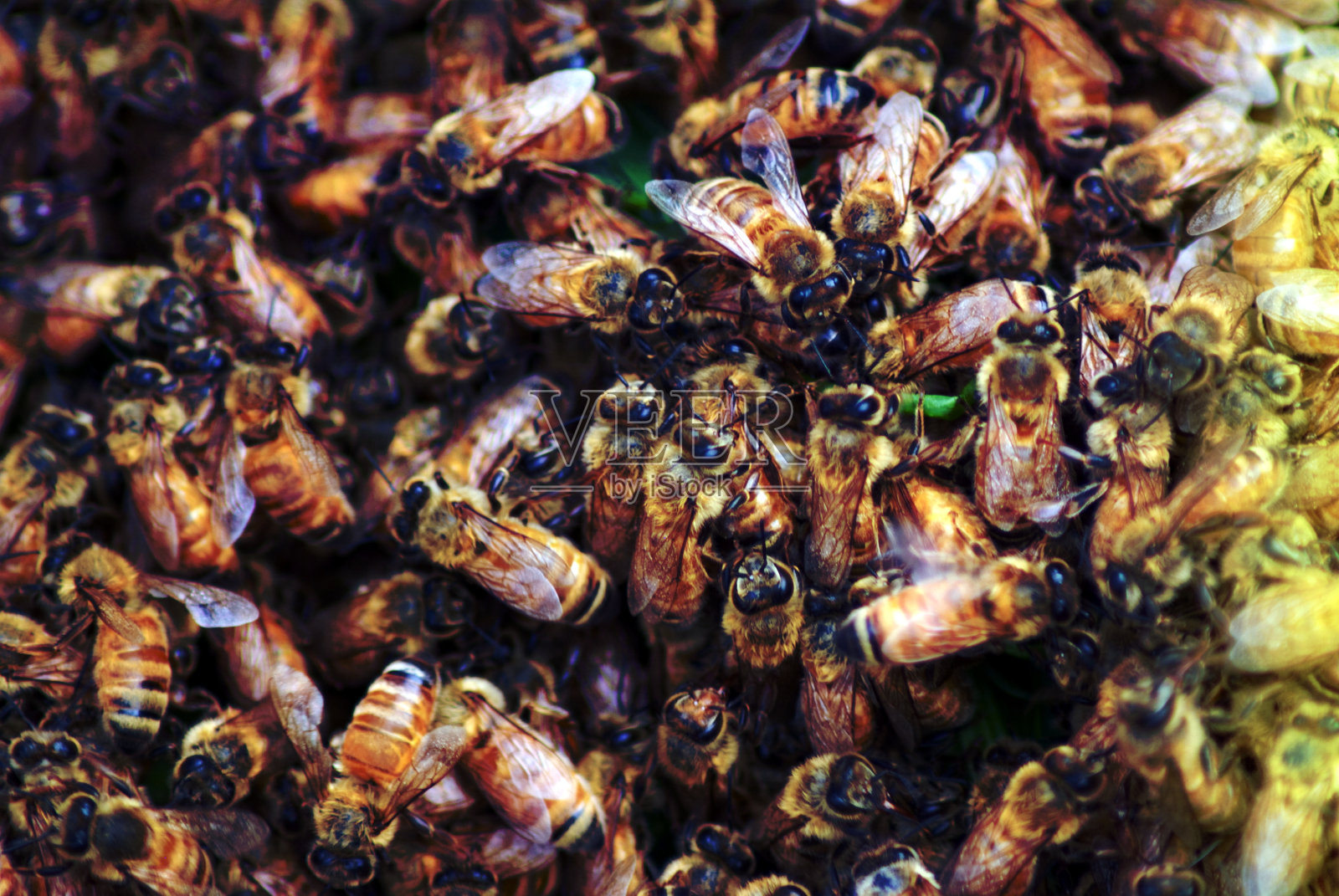 蜂房与蜜蜂的特写照片摄影图片