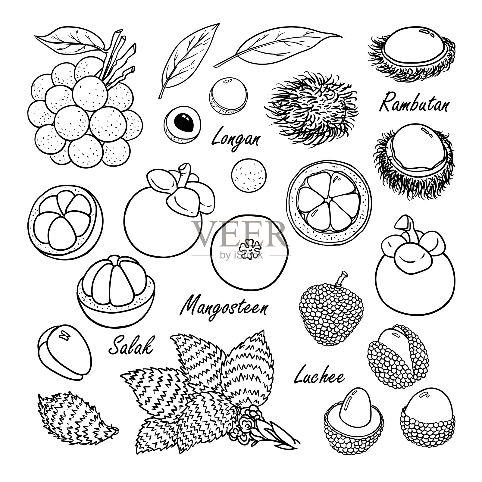 采收热带水果:桂圆、红毛丹、山竹、沙拉克、白荔枝插画图片素材