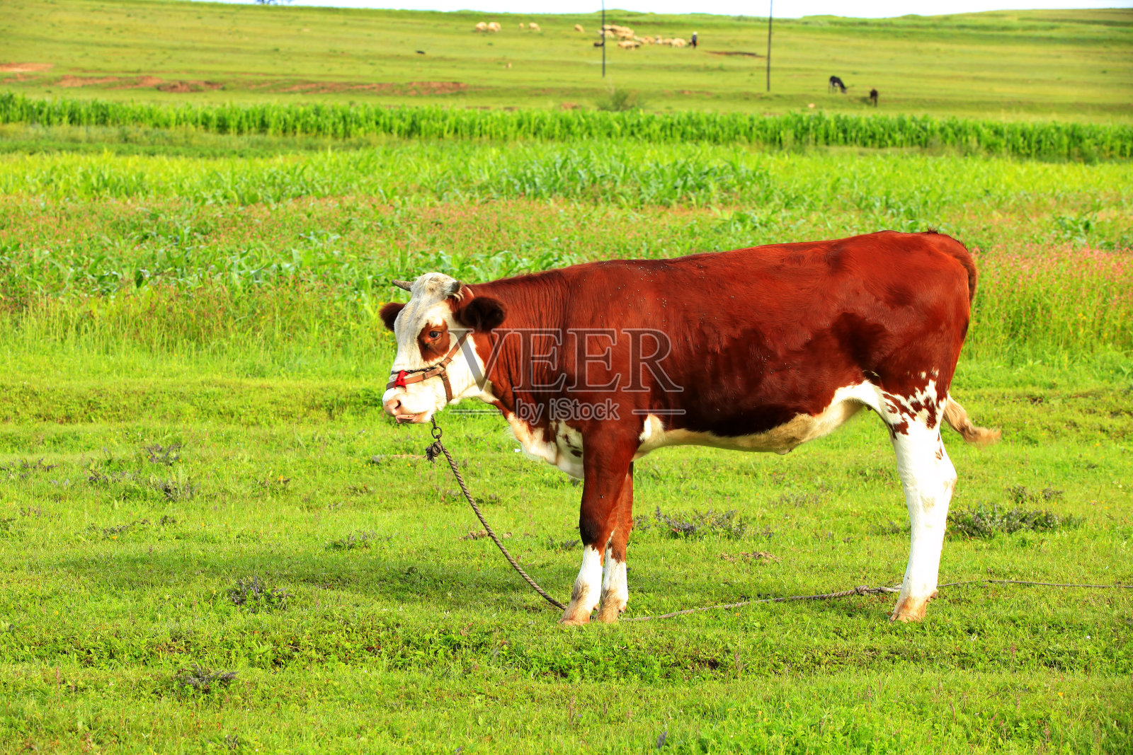 草原上的一头牛照片摄影图片