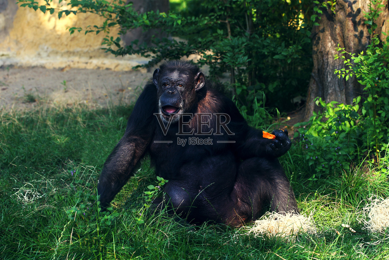 有趣的黑猩猩猴子坐在地上照片摄影图片