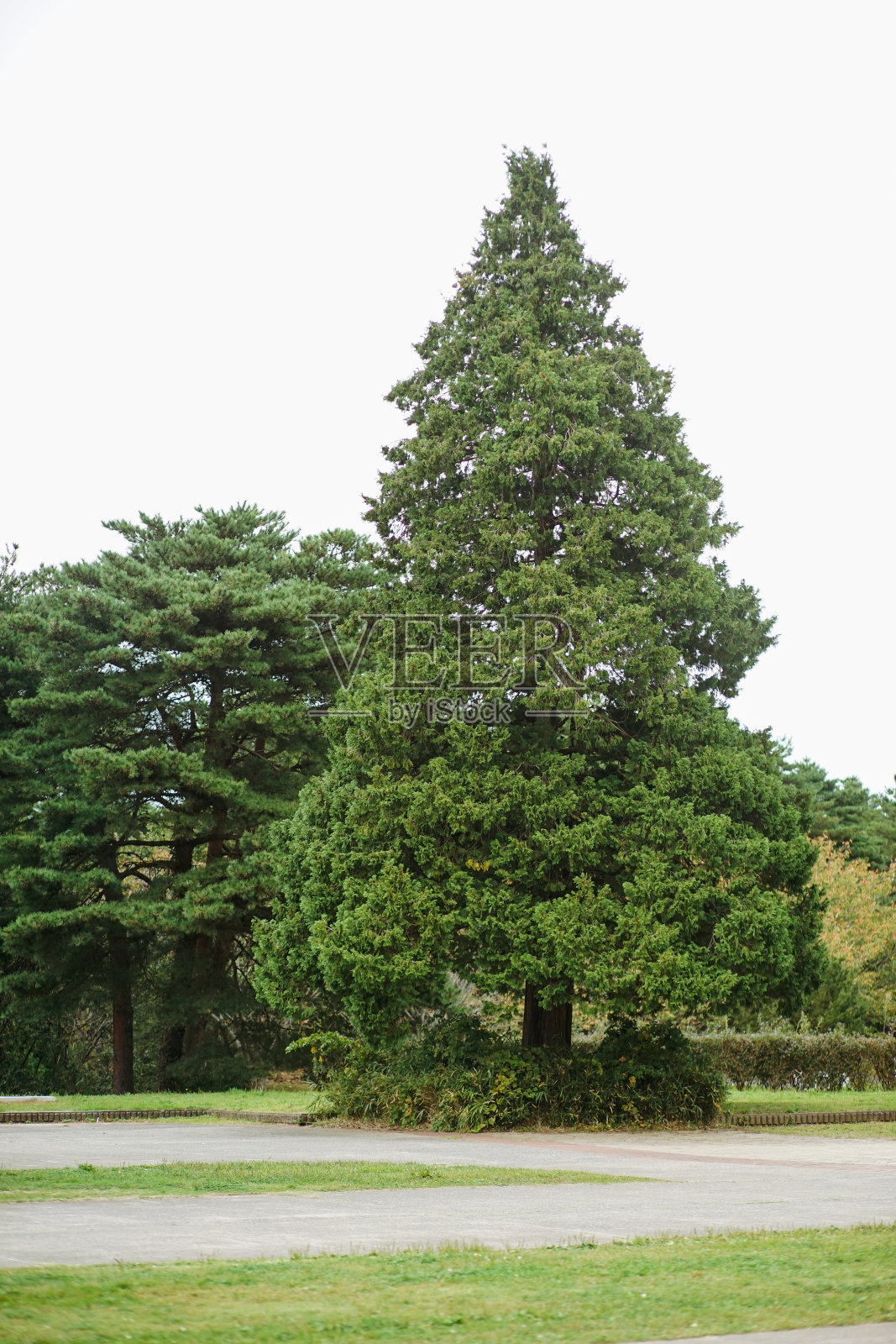 日本东京美丽的自然景观和松树。照片摄影图片