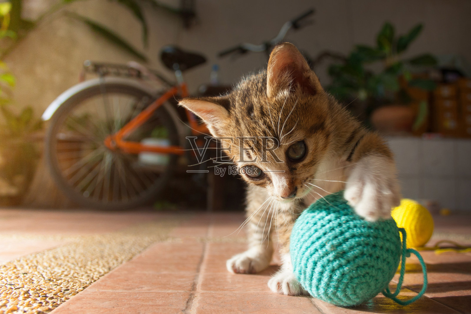1个月大的泰国小猫在玩蓝色的毛线球照片摄影图片