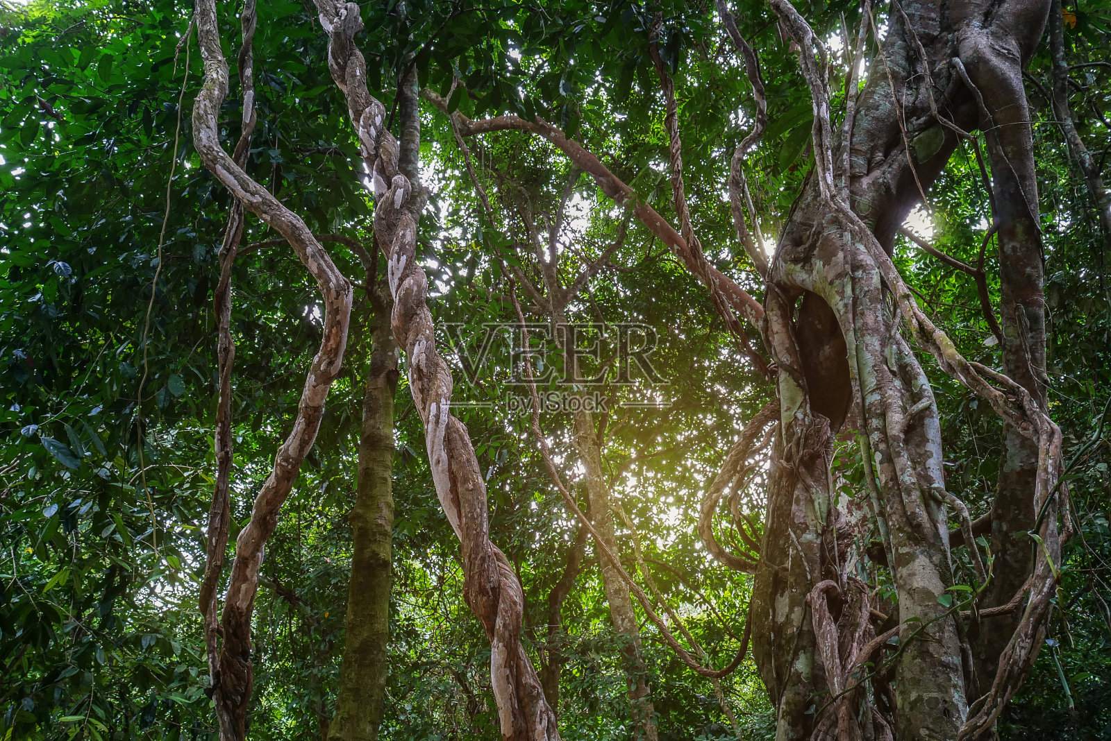 扭曲的野生藤本植物凌乱的丛林藤本植物与青苔繁茂的树叶上热带雨林，丛林背景。照片摄影图片