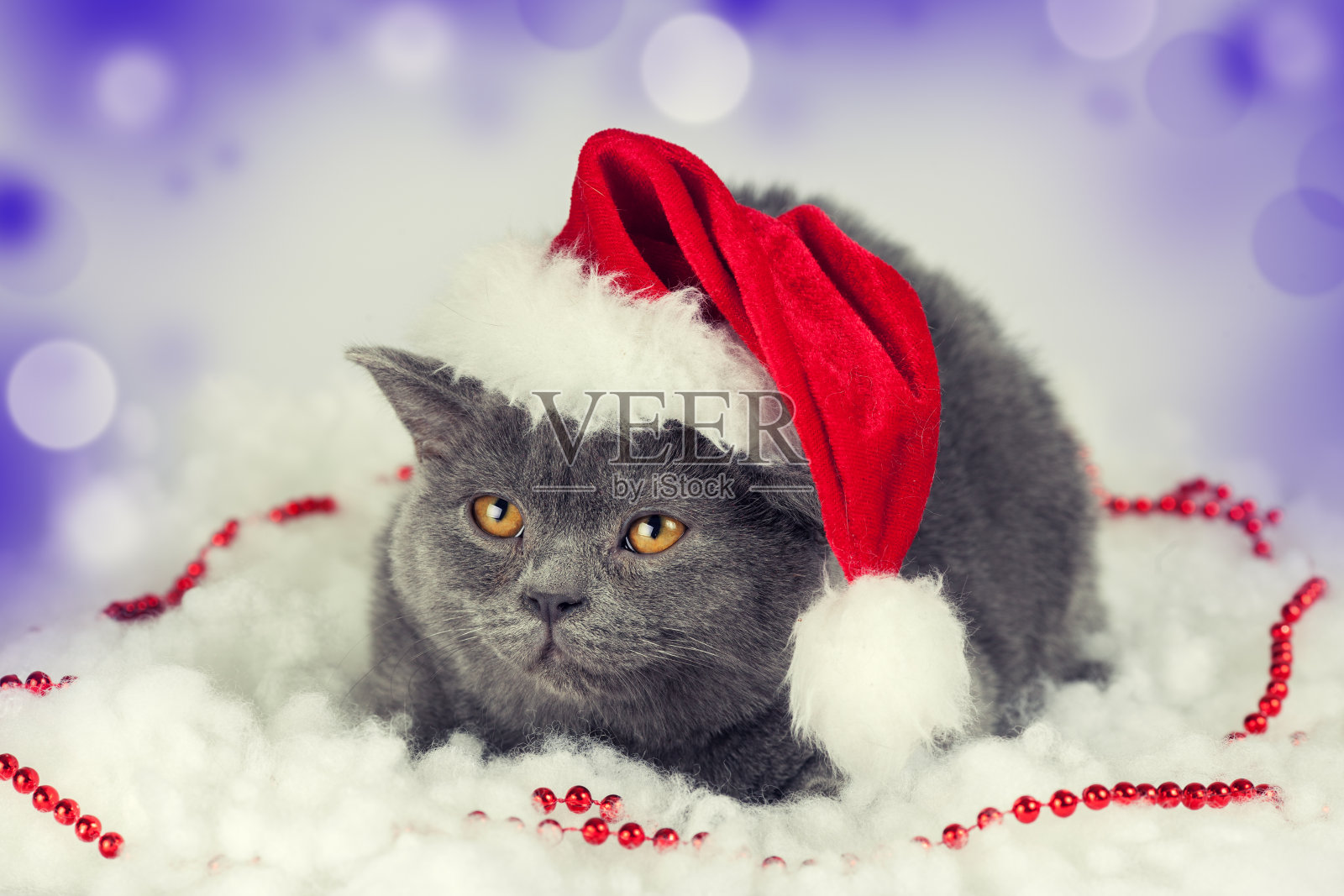 小猫戴着圣诞老人的帽子在圣诞背景下照片摄影图片