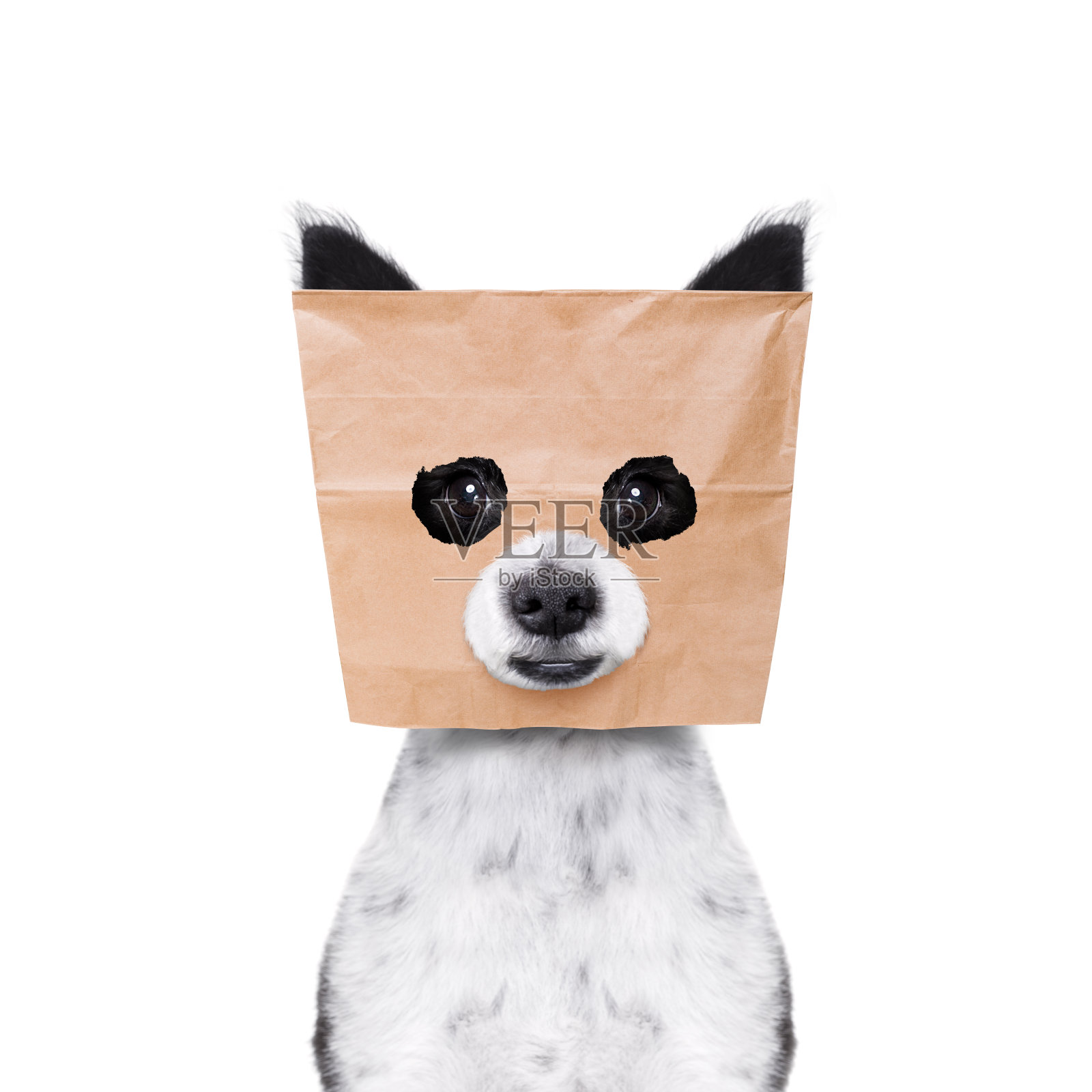 头戴纸袋的狗照片摄影图片