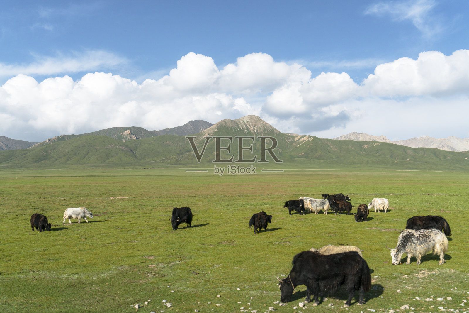 一群在青海山区草地上吃草的牦牛照片摄影图片