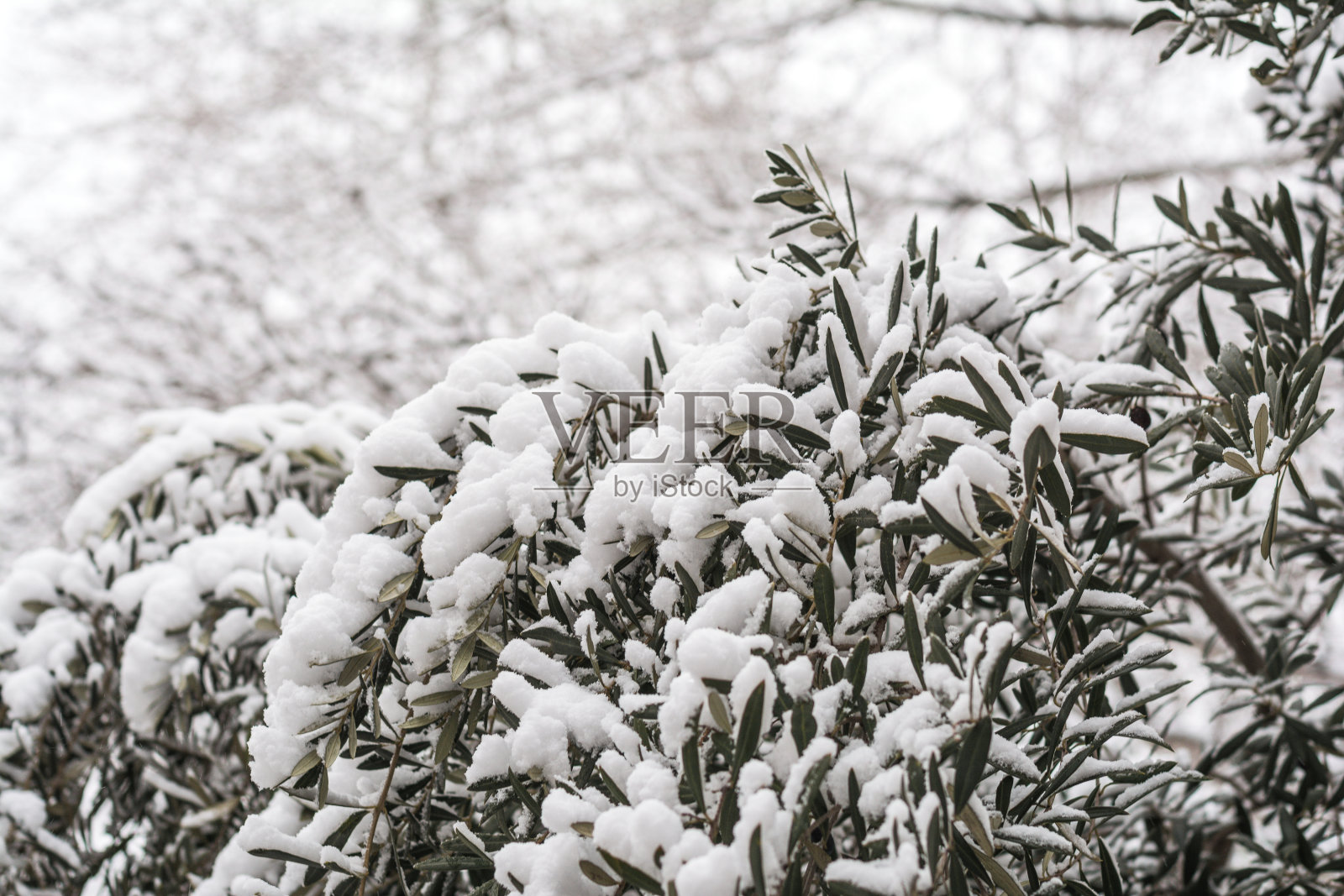 冬天树上的图案，被雪覆盖的树木照片摄影图片