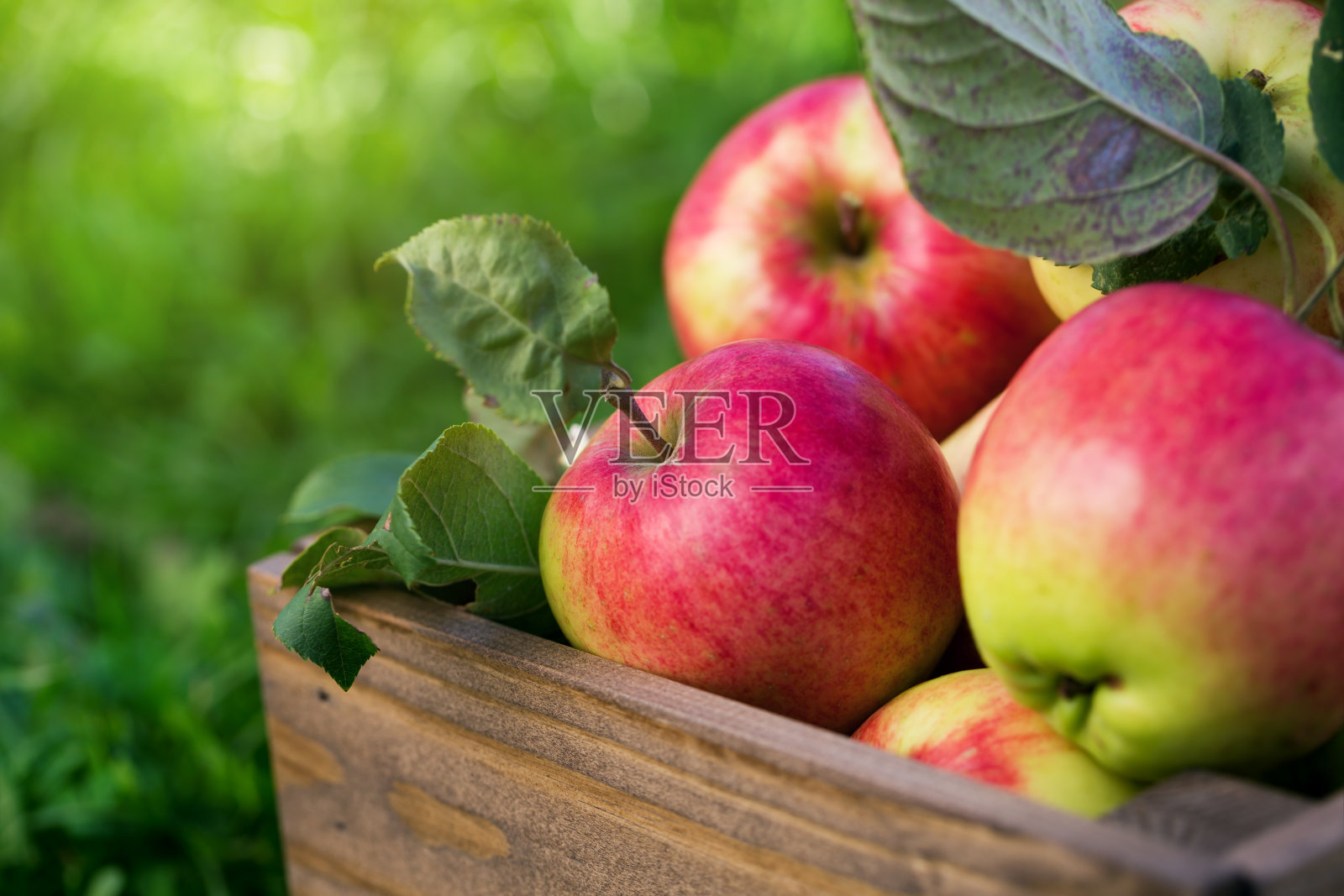 苹果在花园里的木板条箱里照片摄影图片