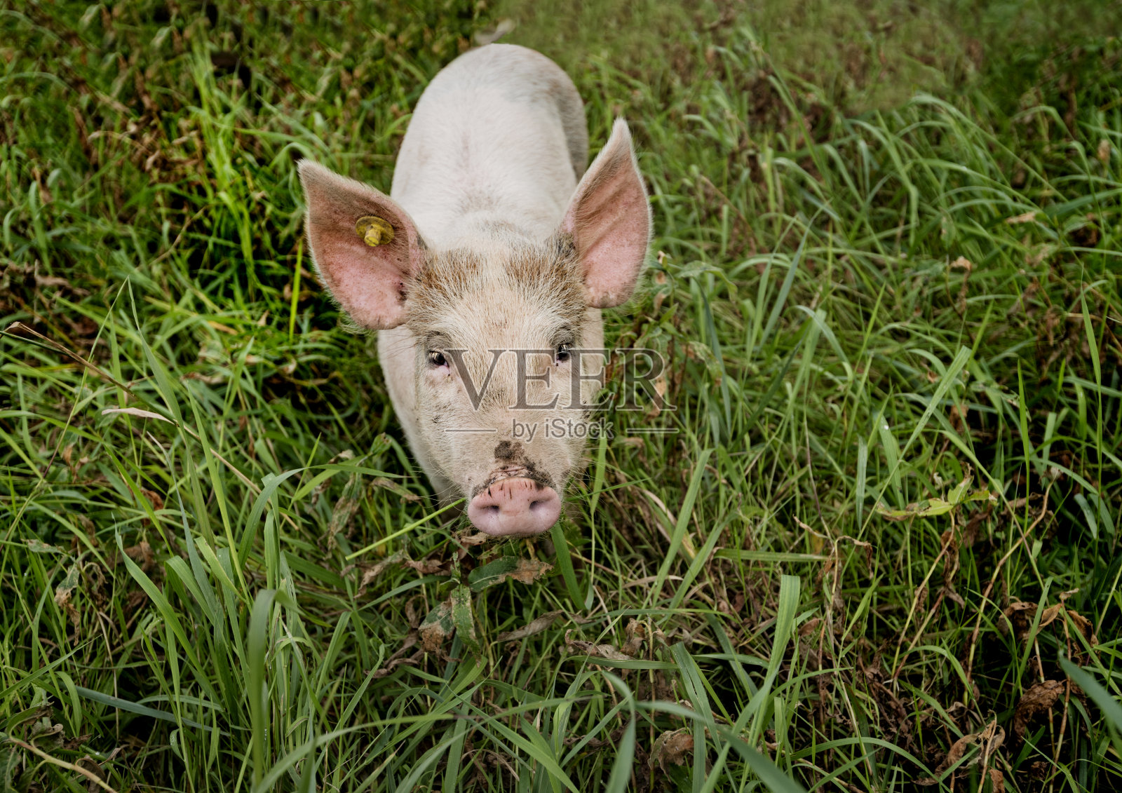 年轻的户外饲养有机猪。照片摄影图片