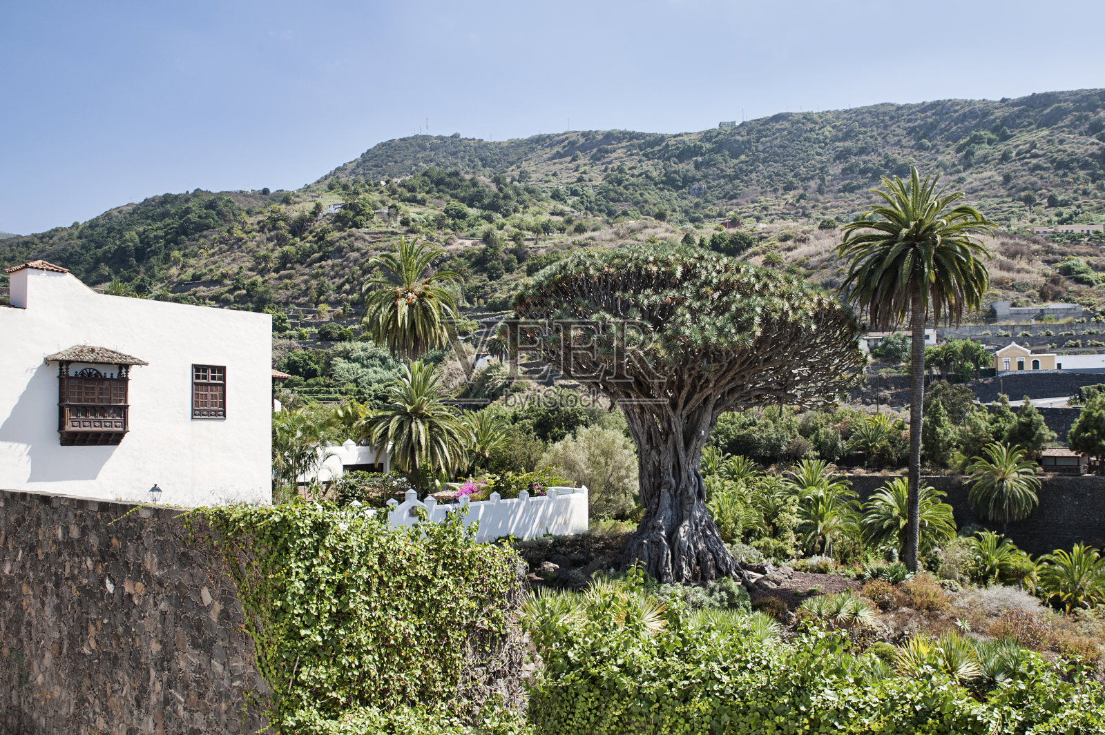 Dracaena draco树，在当地被称为Drago Millenario，是Icod de los Vinos的热门景点照片摄影图片