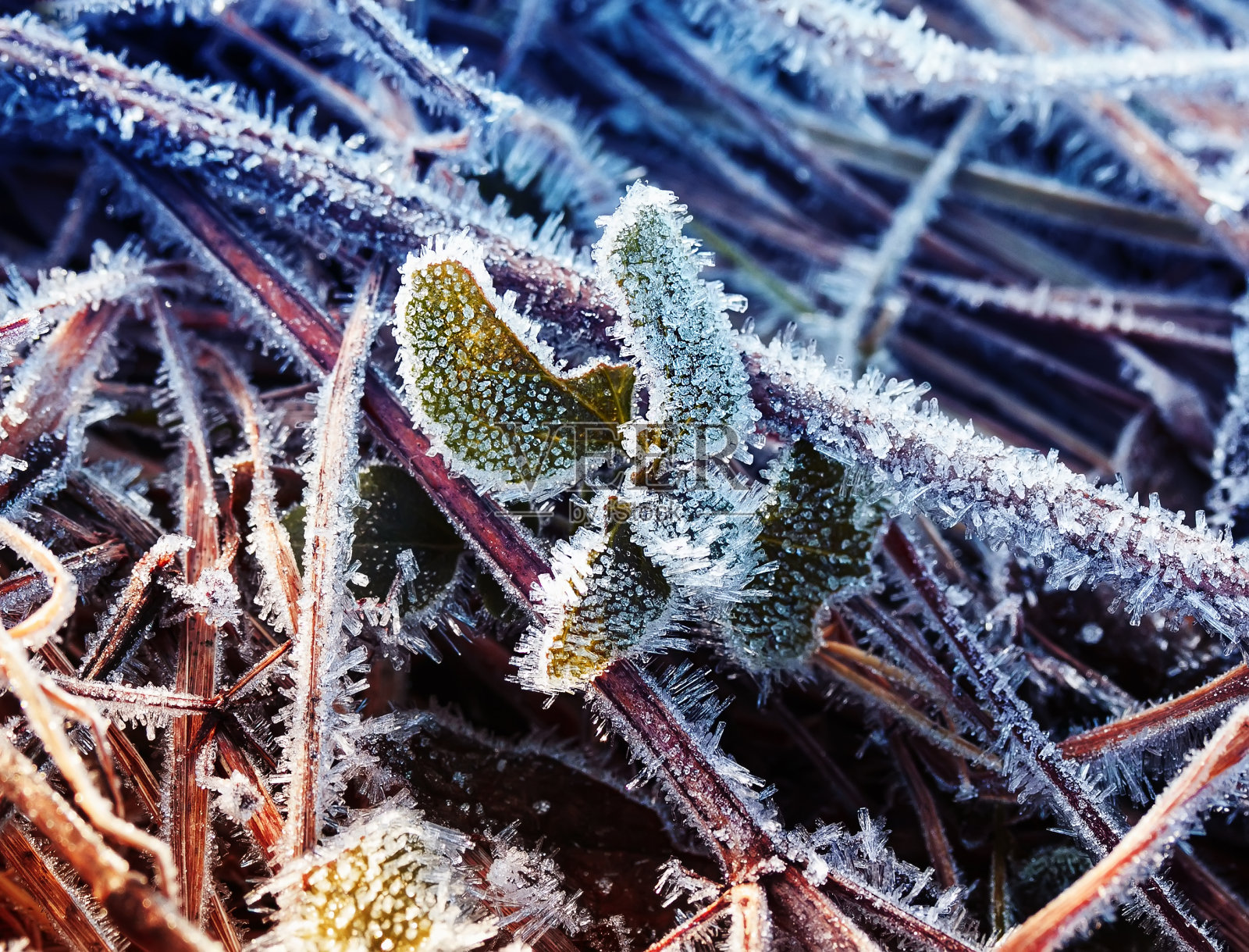 自然明亮多彩的背景，闪闪发亮的尖锐的冰片覆盖着初冬清晨的枯草照片摄影图片