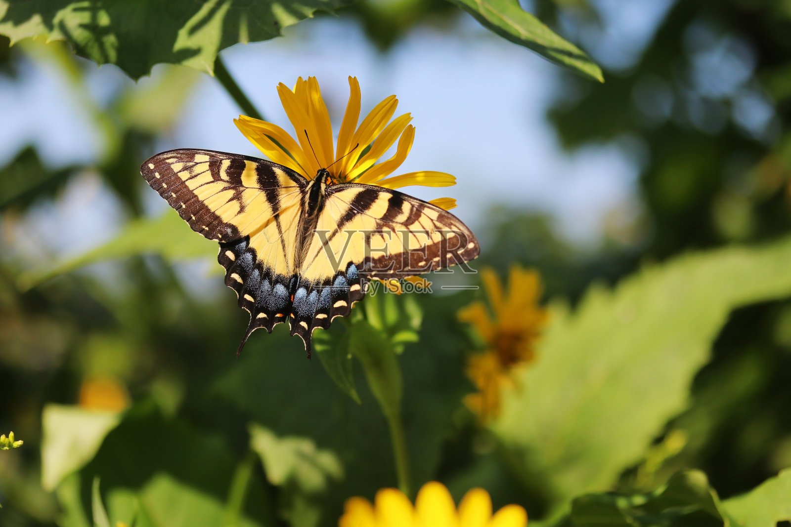 美丽的夏天，阳光明媚的dat自然背景与一只蝴蝶。照片摄影图片