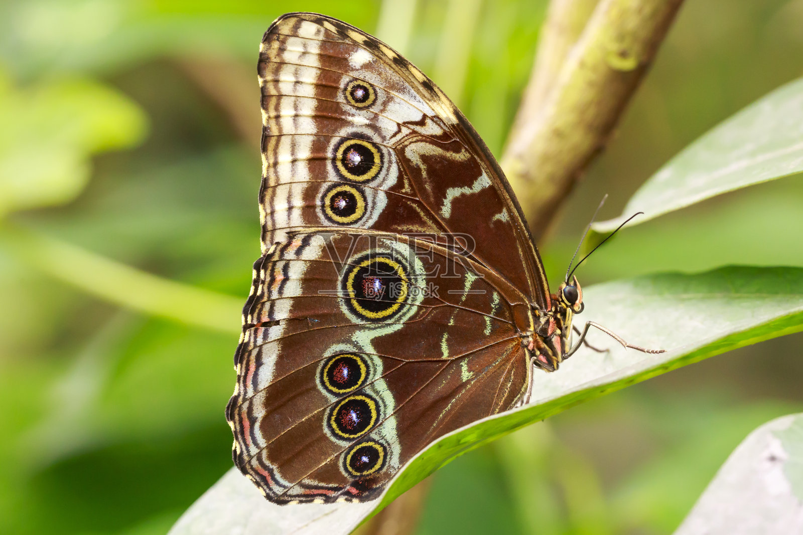 热带猫头鹰蝴蝶卡利戈以花和热带植被为食和休息照片摄影图片