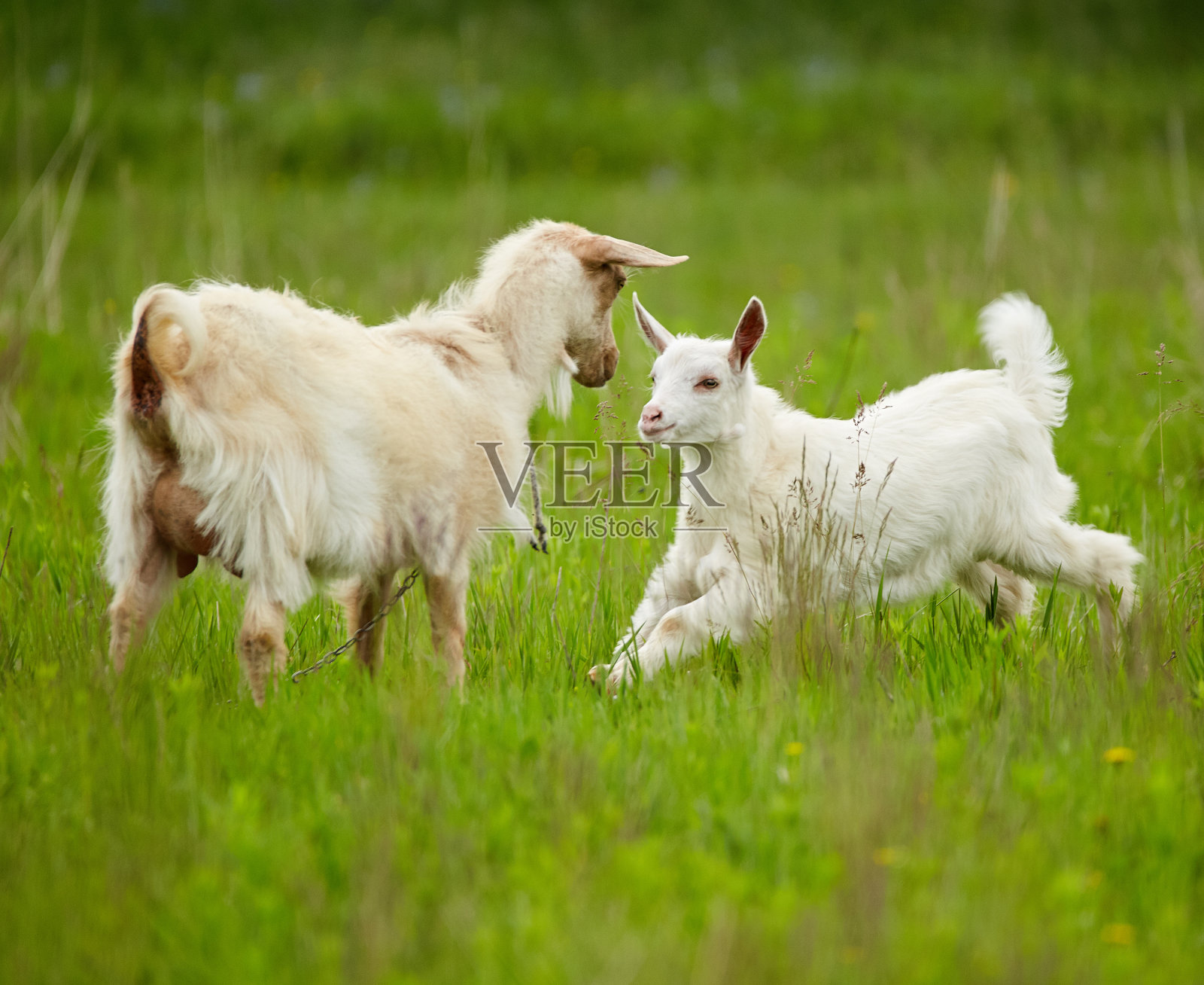草地里的白色小山羊照片摄影图片