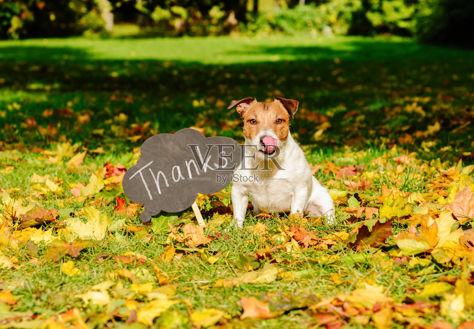 感恩节的概念与狗在秋天的叶子和盘子上的“谢谢”字照片摄影图片