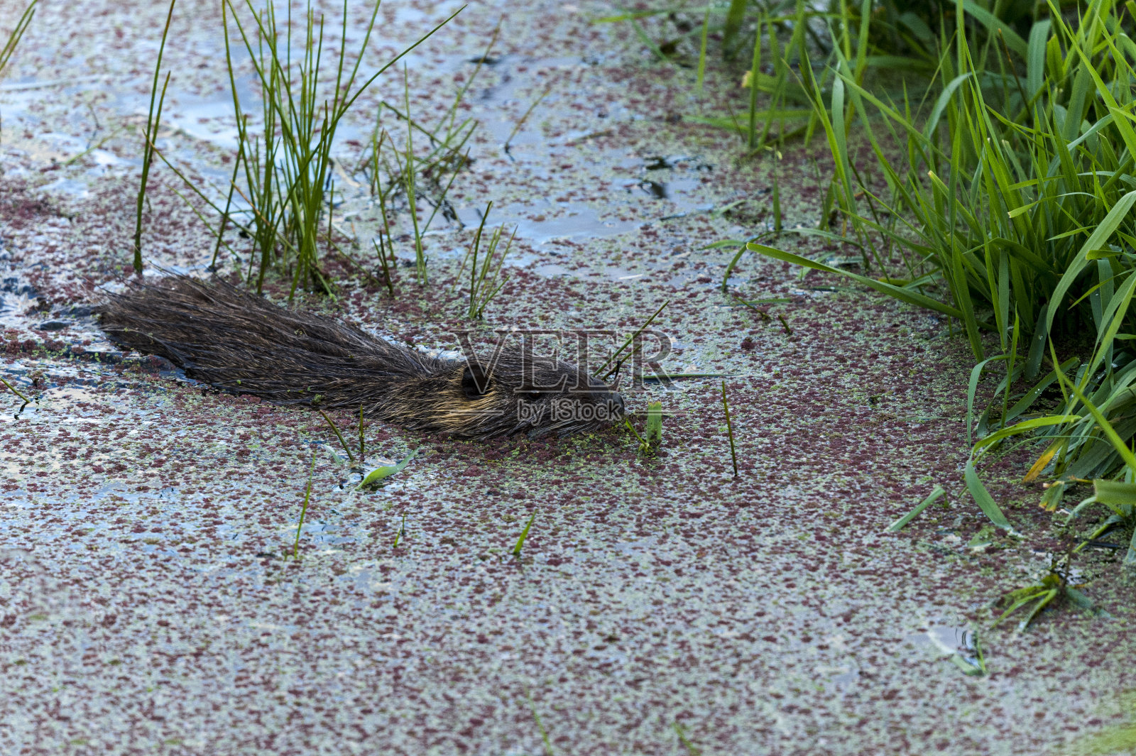 北美海狸、加拿大蓖麻在池塘中游泳，墨西哥水蕨照片摄影图片