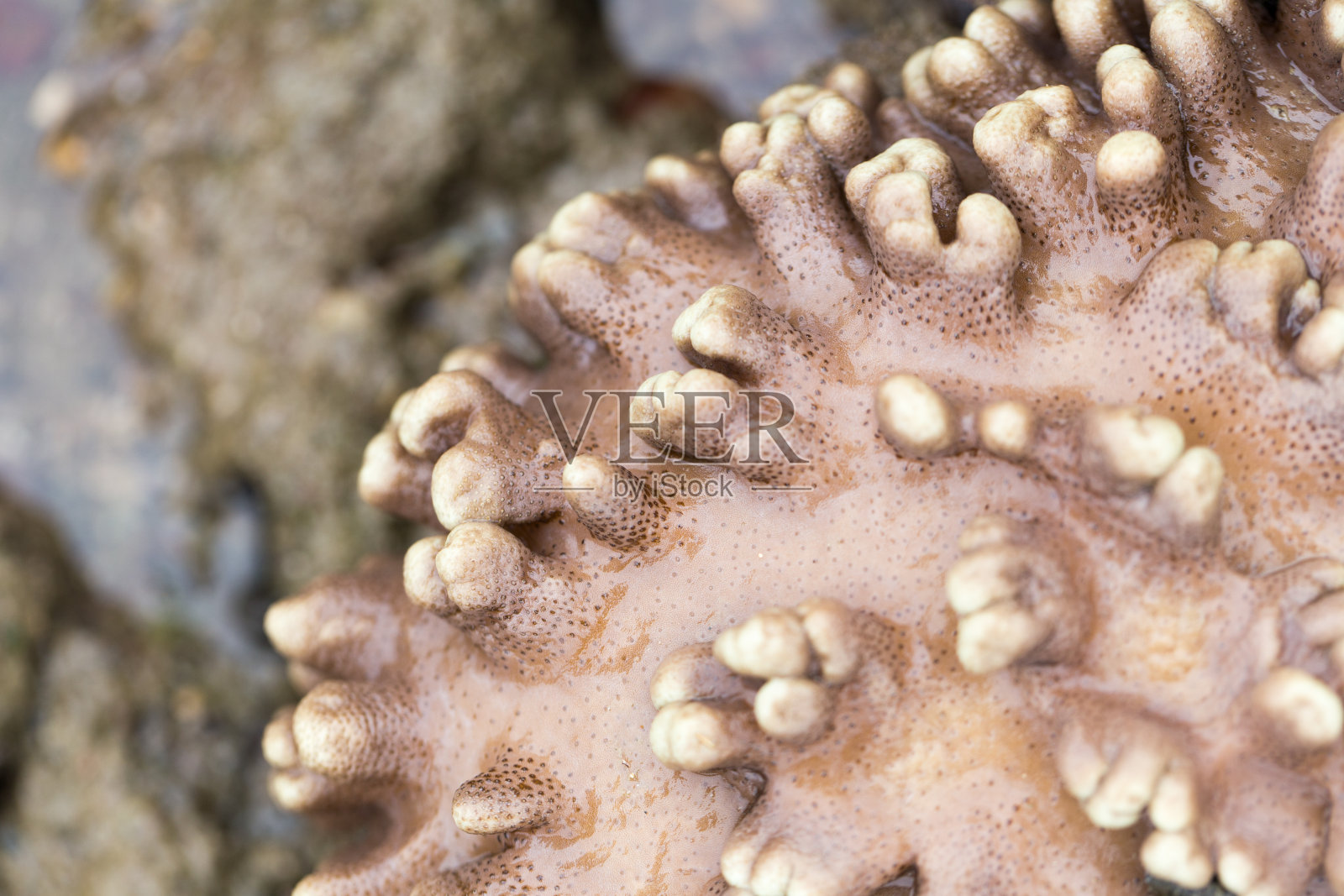 软珊瑚是珊瑚的一种，在海洋中不会产生碳酸钙骨骼以供教育。照片摄影图片