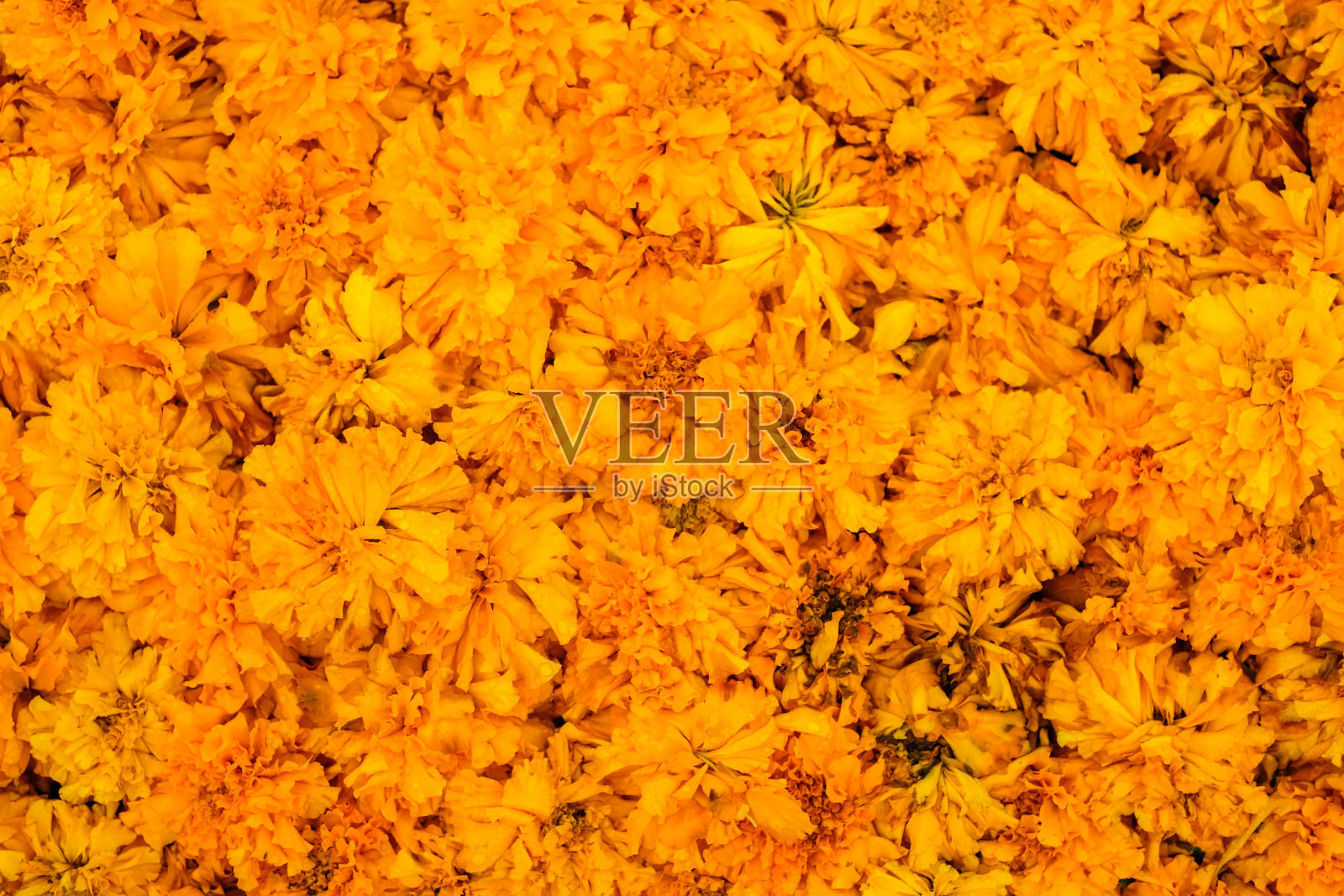 美丽的万寿菊(金盏菊)为花的背景或纹理-黄色概念。照片摄影图片