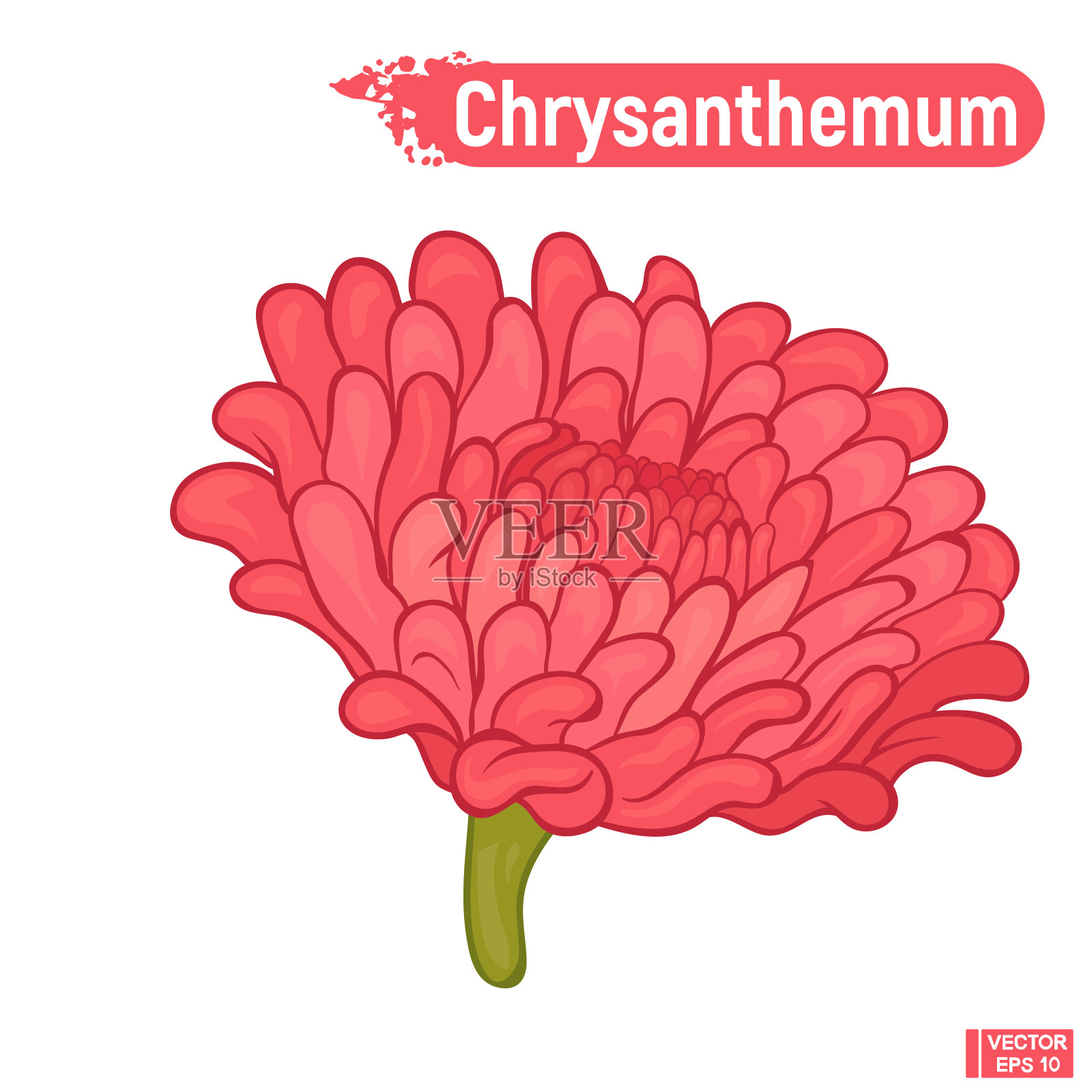 开花的粉红色的菊花插画图片素材