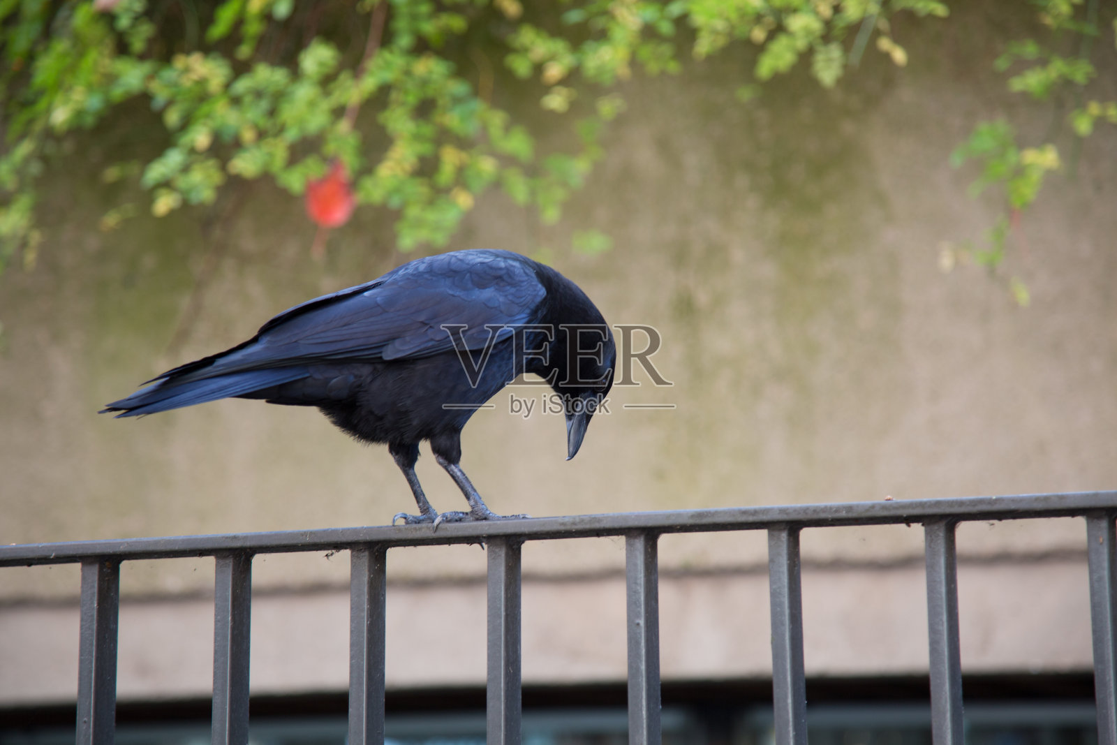 黑鸟乌鸦坐在篱笆上向下看照片摄影图片