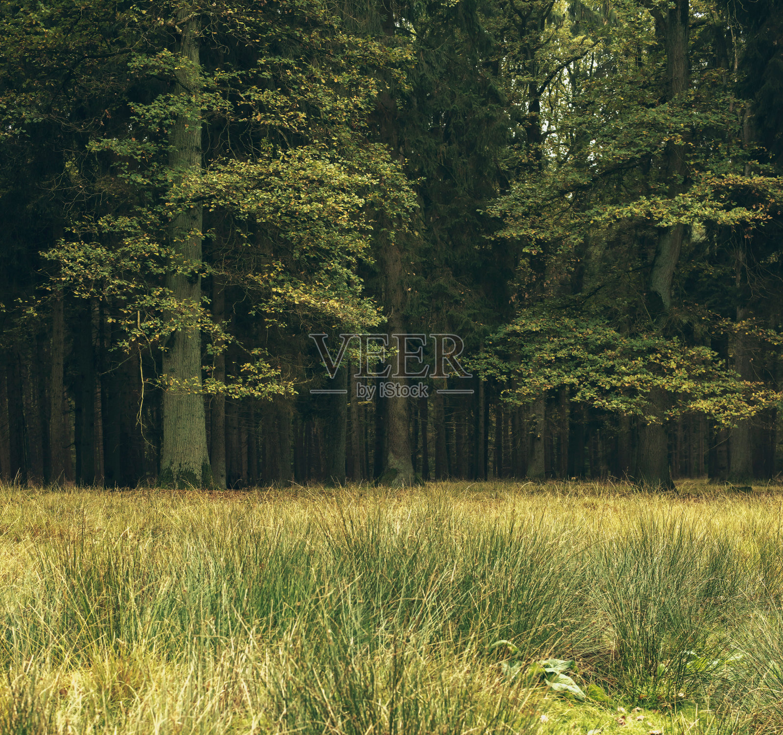 秋天落叶森林中的草地。Wildlifepark Dulmen,德国。照片摄影图片