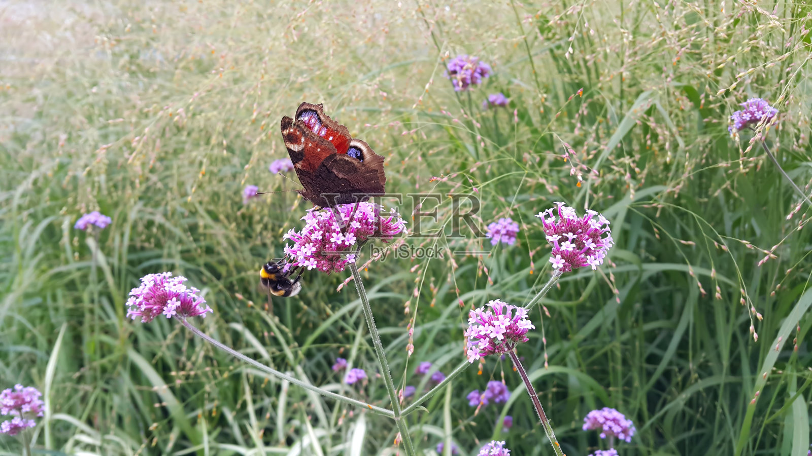 蝴蝶和蜜蜂坐在一朵美丽的丁香花上照片摄影图片