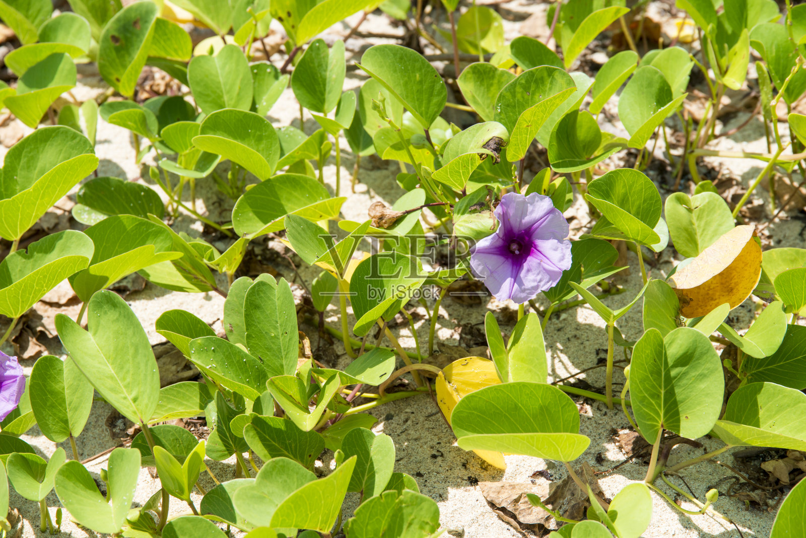 海滩牵牛花(海滨牵牛花)在小滨岛，冲绳照片摄影图片