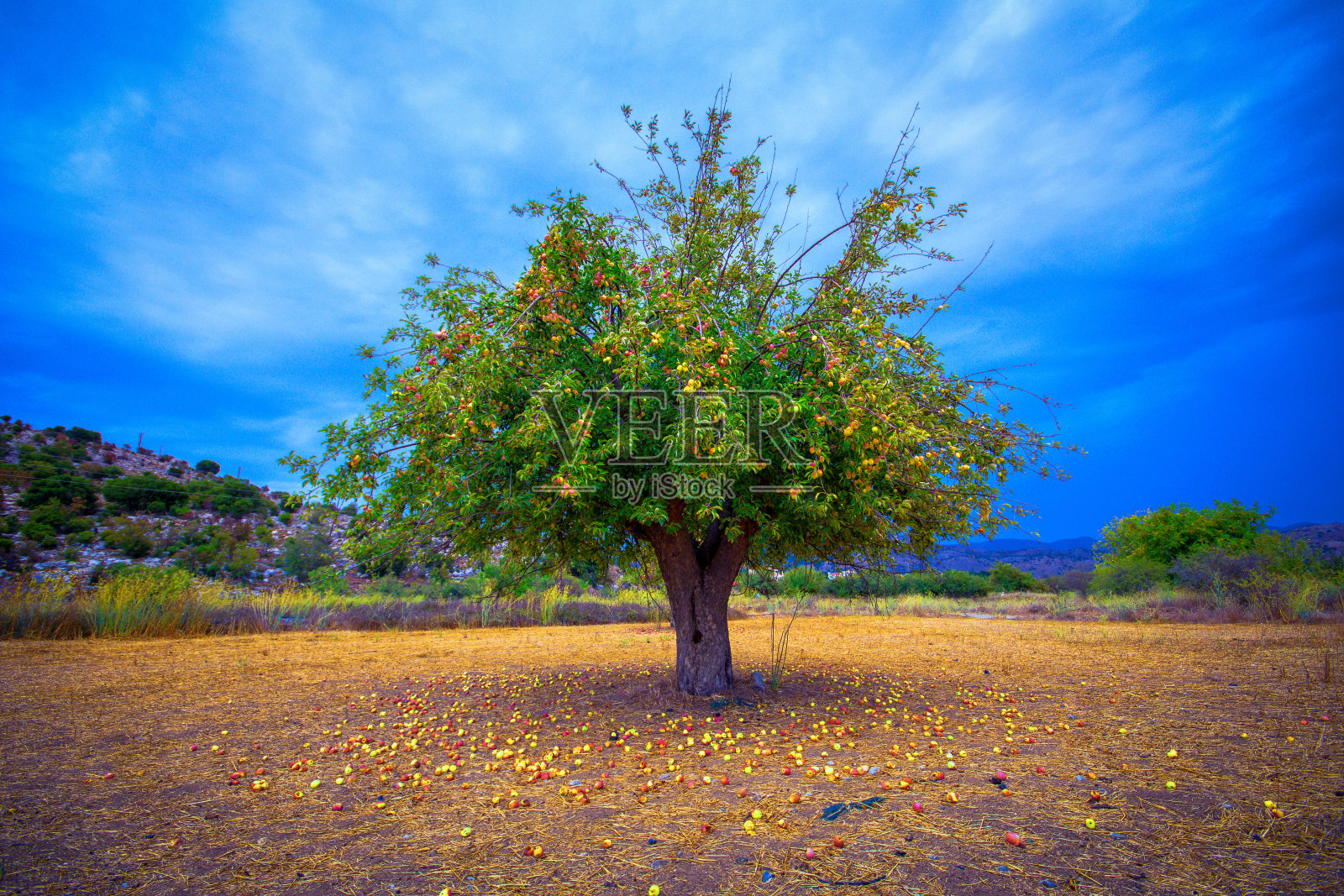 希腊克里特岛拉西提的一棵苹果树，树上的苹果落在地上。照片摄影图片
