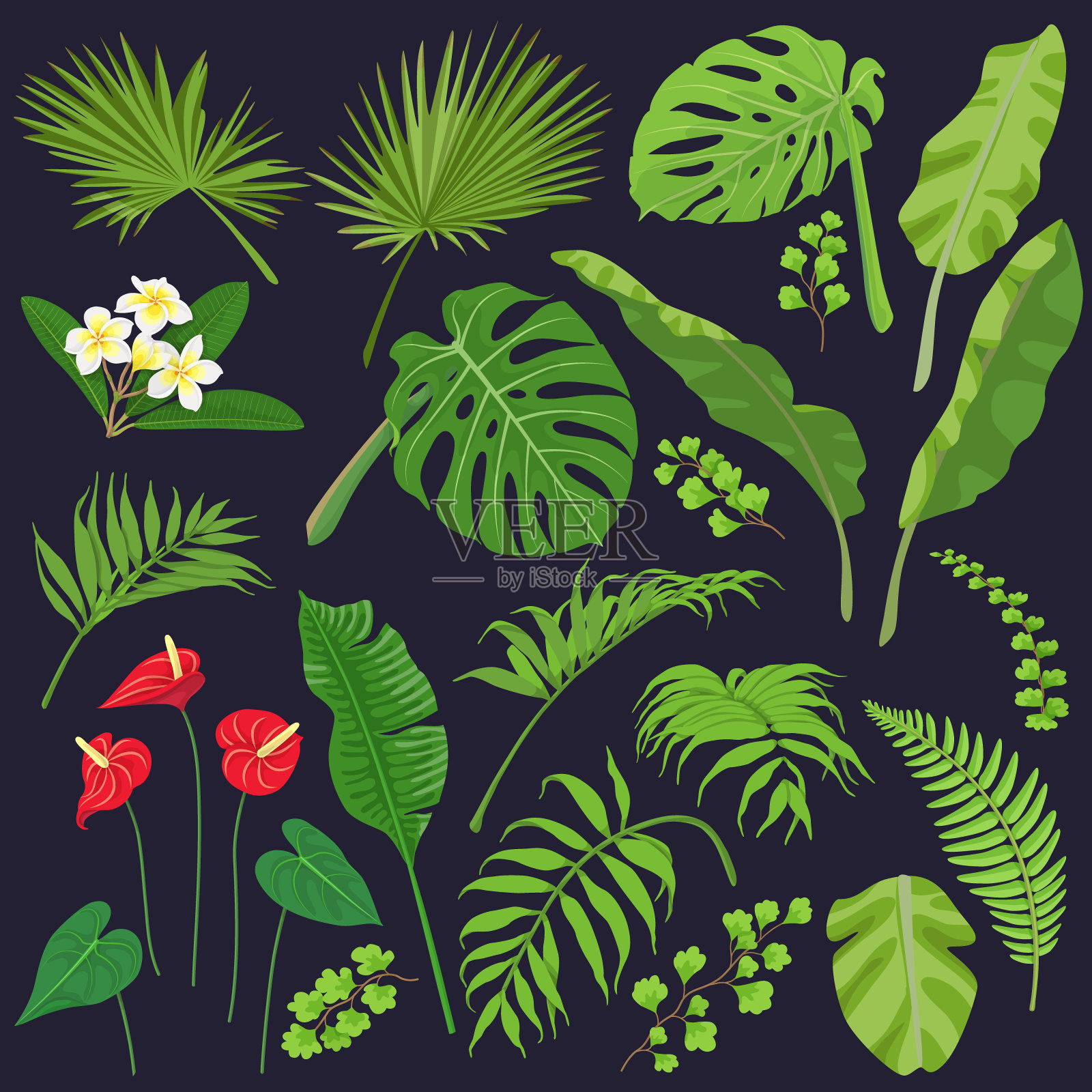 热带叶与花插画图片素材
