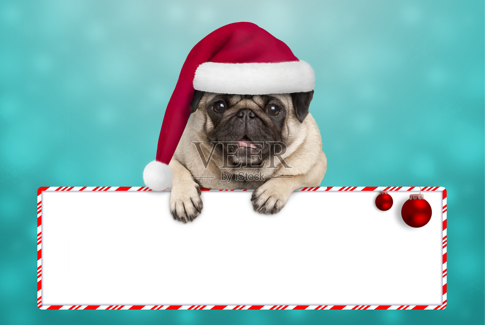 可爱的微笑圣诞哈巴狗狗与圣诞帽，与爪子挂在空白标志照片摄影图片