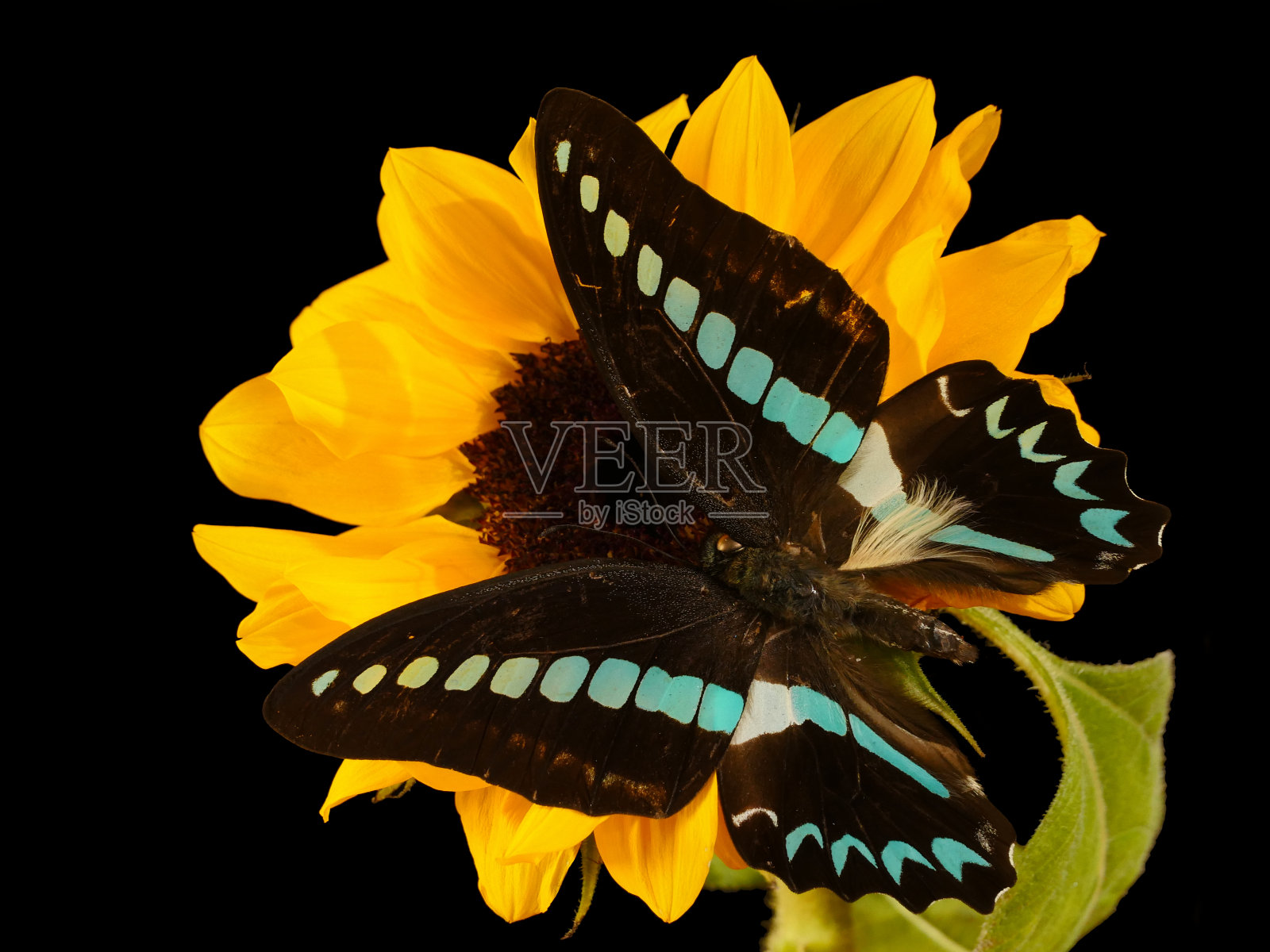 蓝黑色的石墨蝴蝶在黄色的向日葵上照片摄影图片