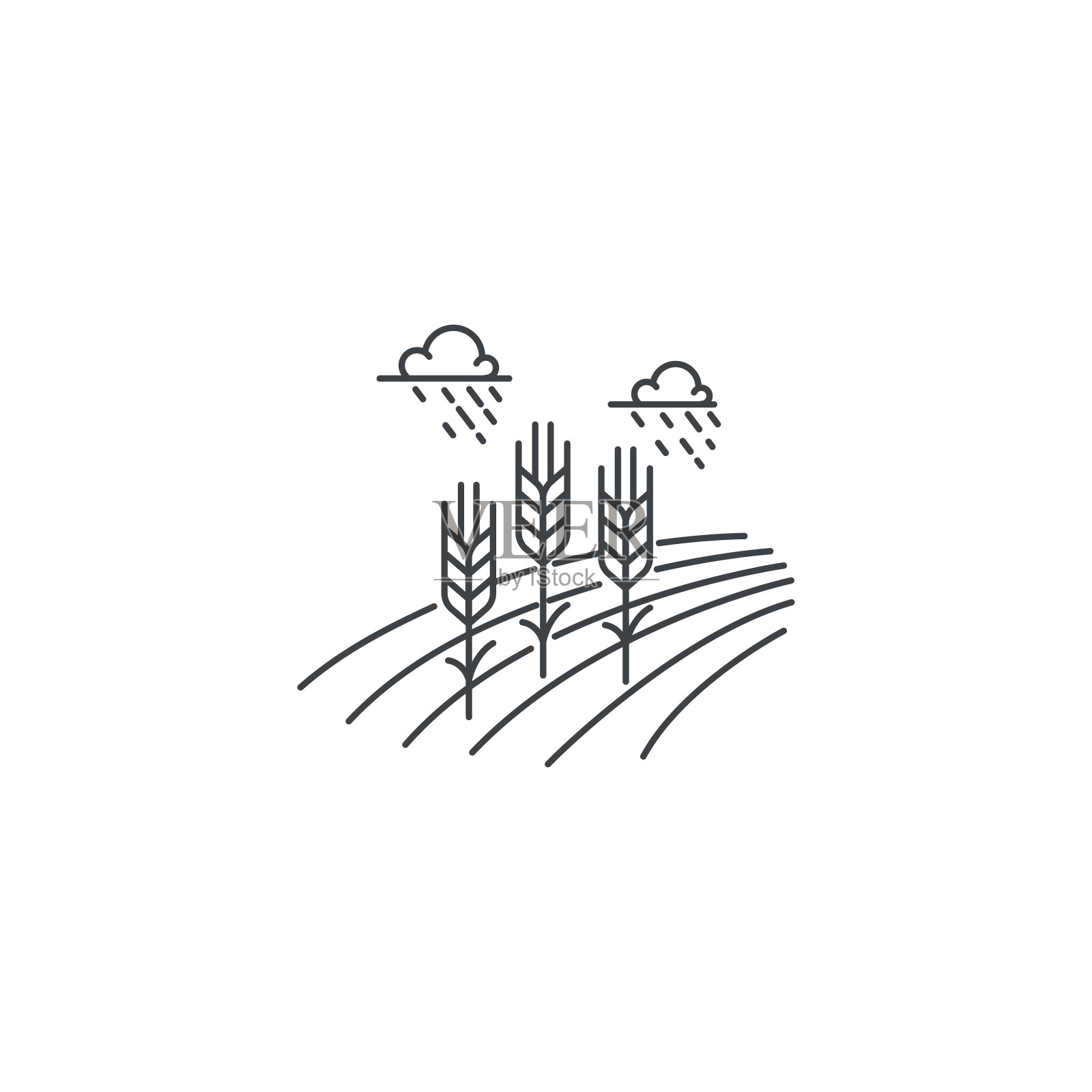 农家小麦线图标。麦田矢量线性设计轮廓图孤立在白色背景上。农场图标模板，用于农业业务的元素，线图标对象。图标素材