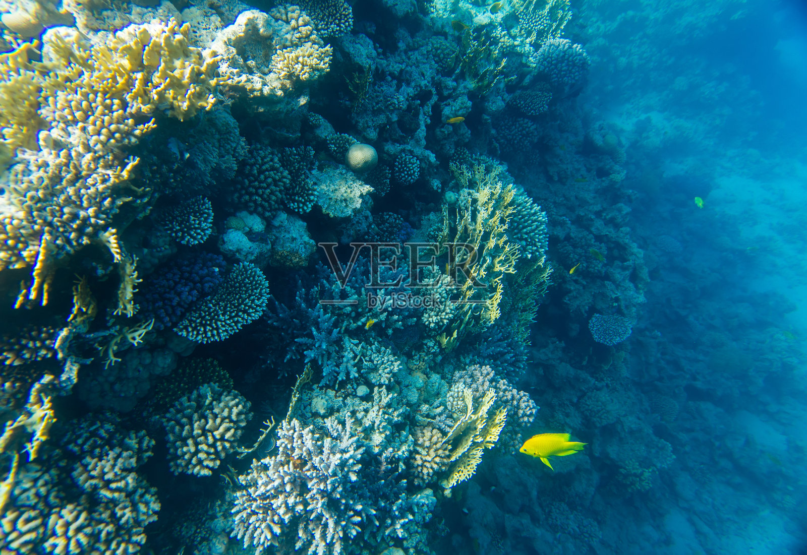 水下珊瑚礁照片摄影图片