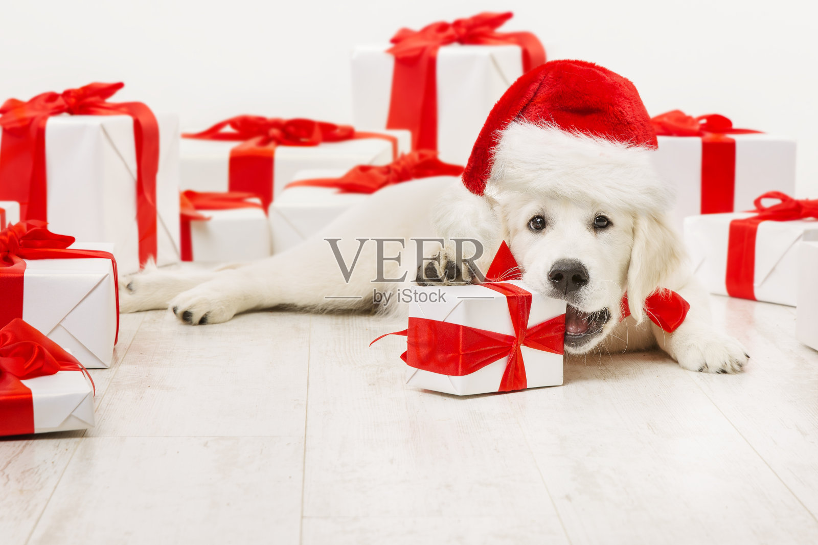 新年狗礼物，有趣的圣诞白寻回犬，圣诞老人红帽照片摄影图片